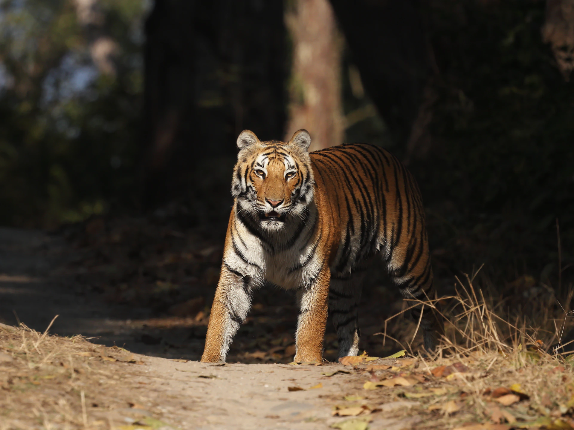 A tiger stands on a dirt path in a forest