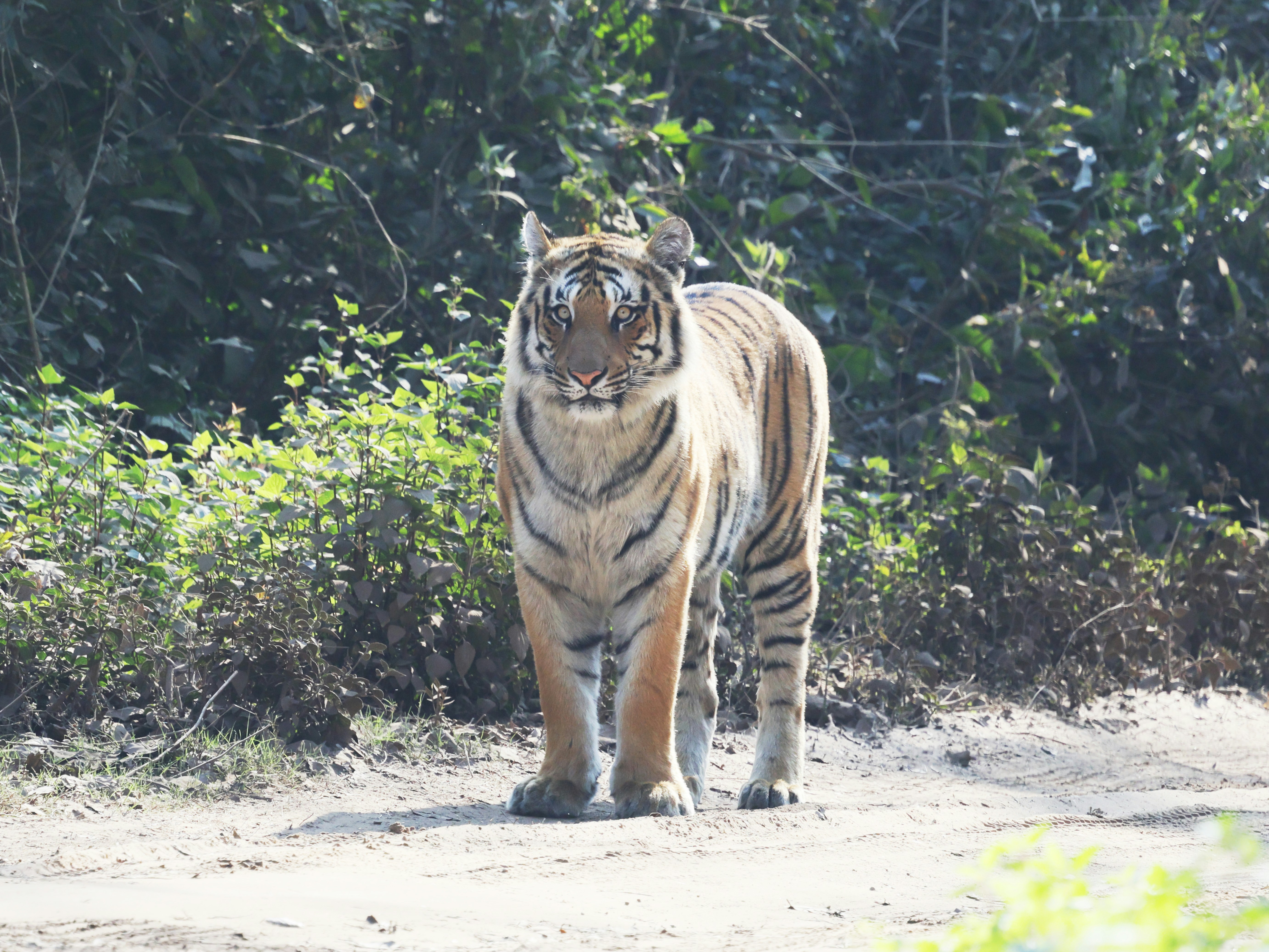 Photo by lakshmimn68