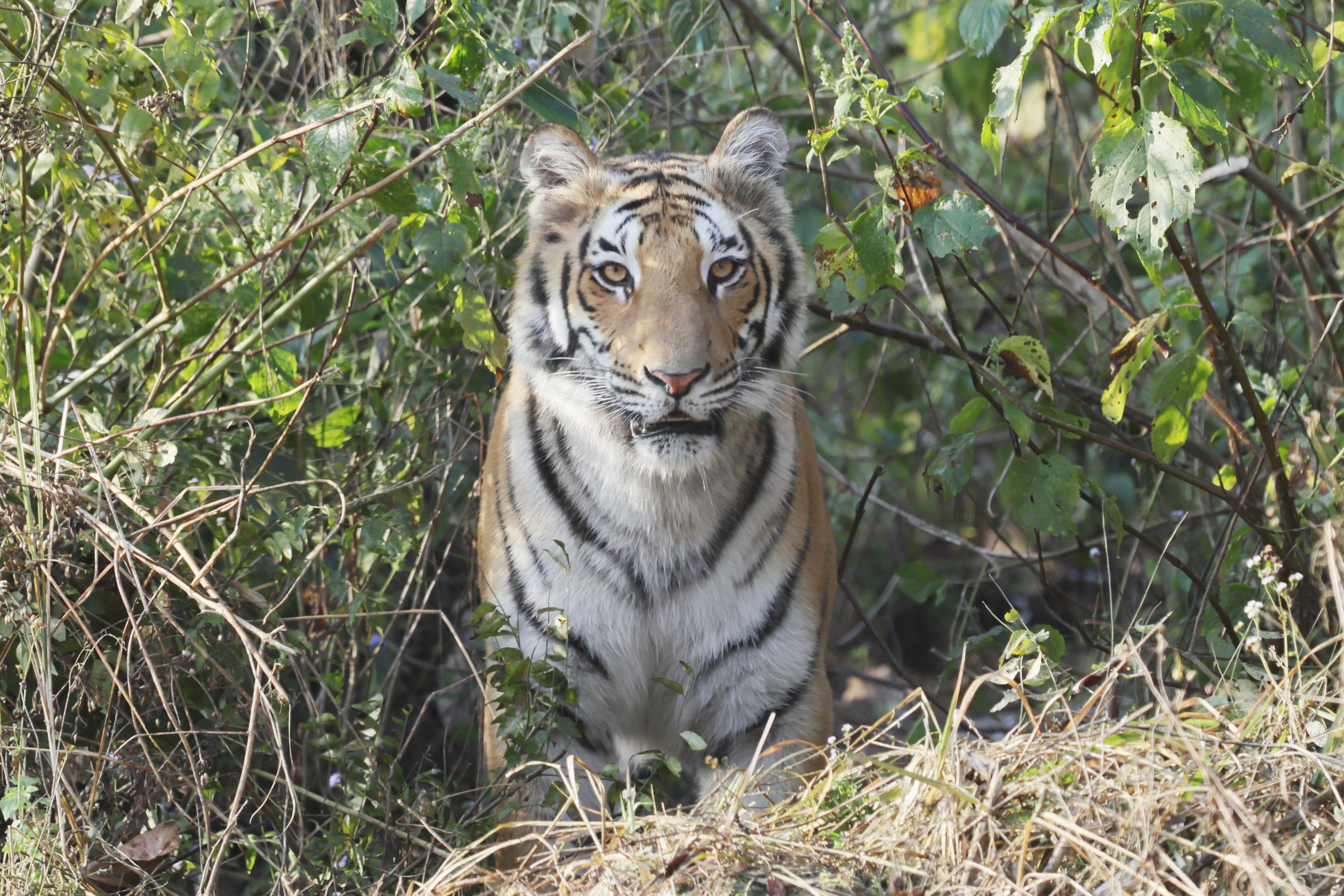 Photo by lakshmimn68