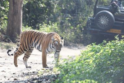 A tiger walks on a dirt road near a jeep.