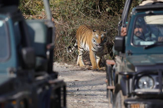Tiger walks on road between two safari jeeps.