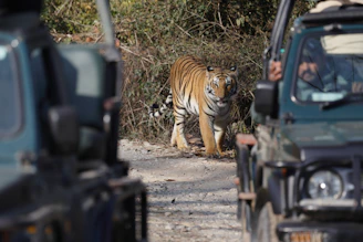 Tiger walks on road between two safari jeeps.