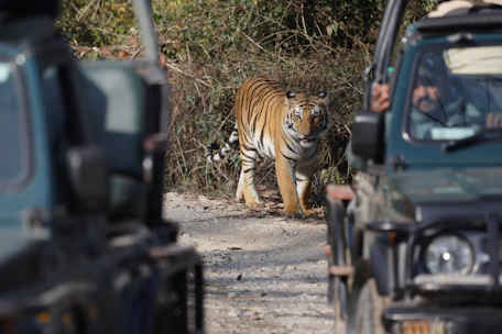 Tiger walks on road between two safari jeeps.