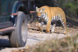 Wild Life Tours from Delhi