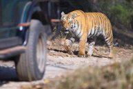 Wild Life Tours from Delhi