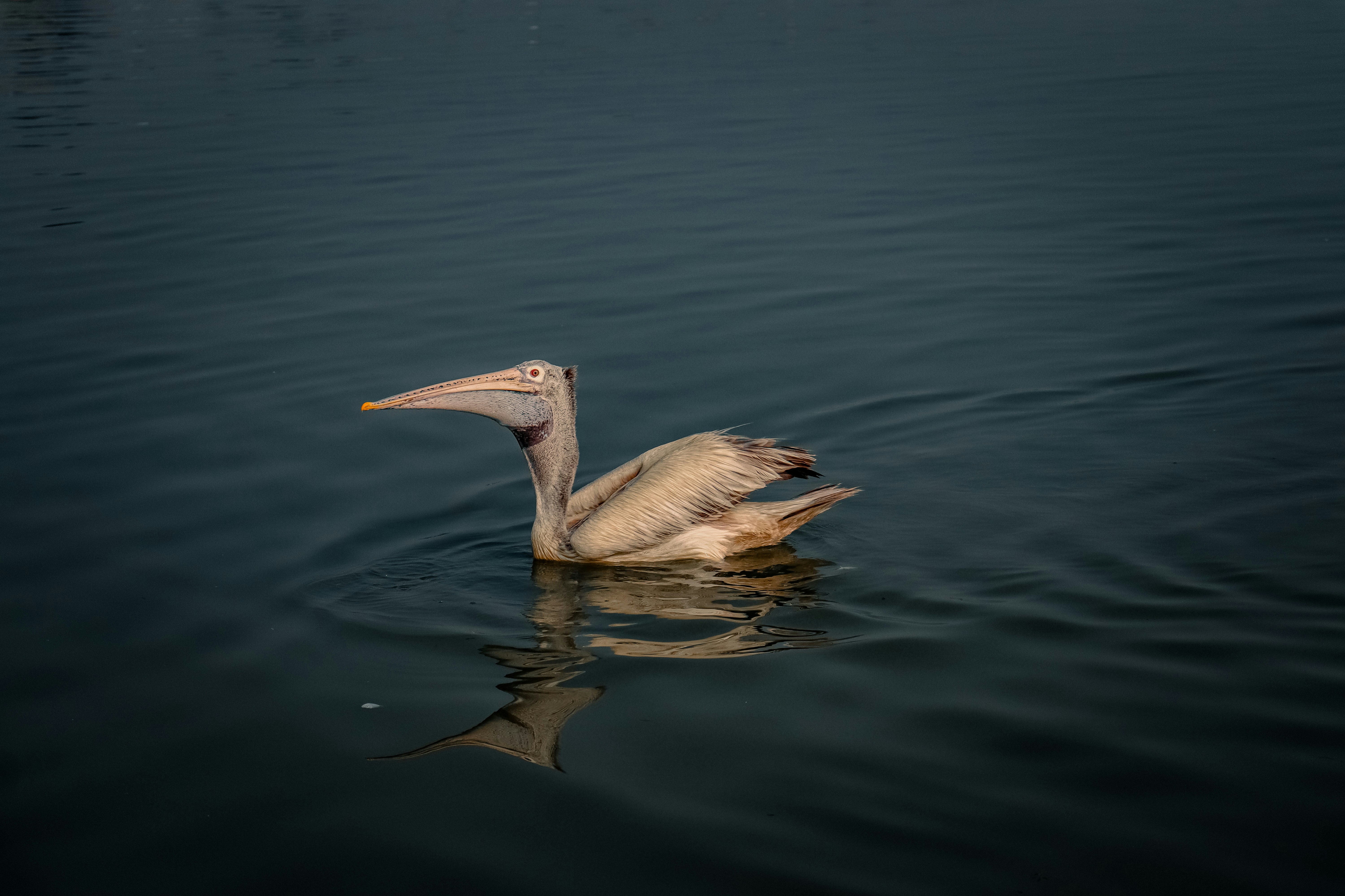 Photo by gowthamagm
