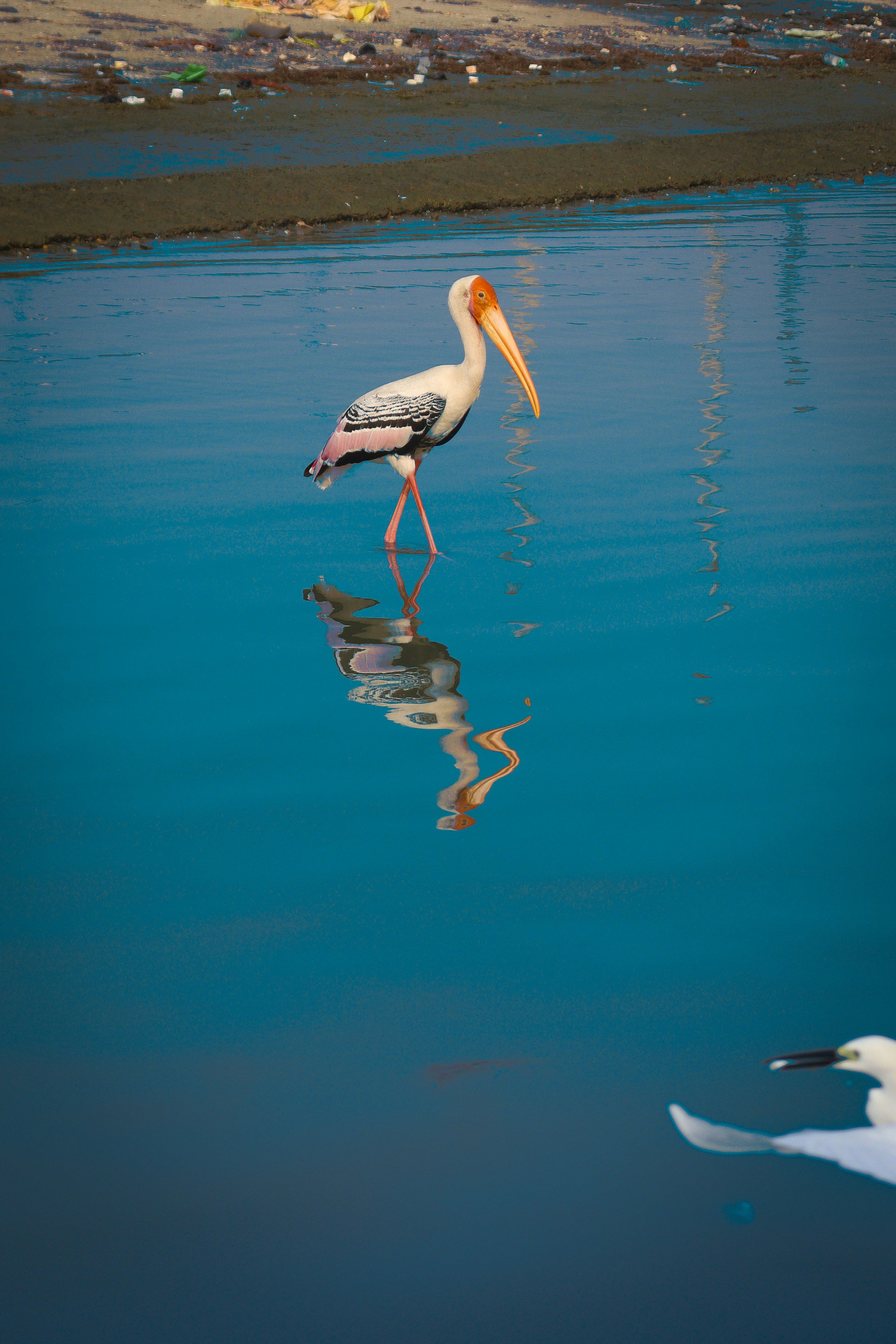青い水面に描かれたコウノトリが映る中で立っています。