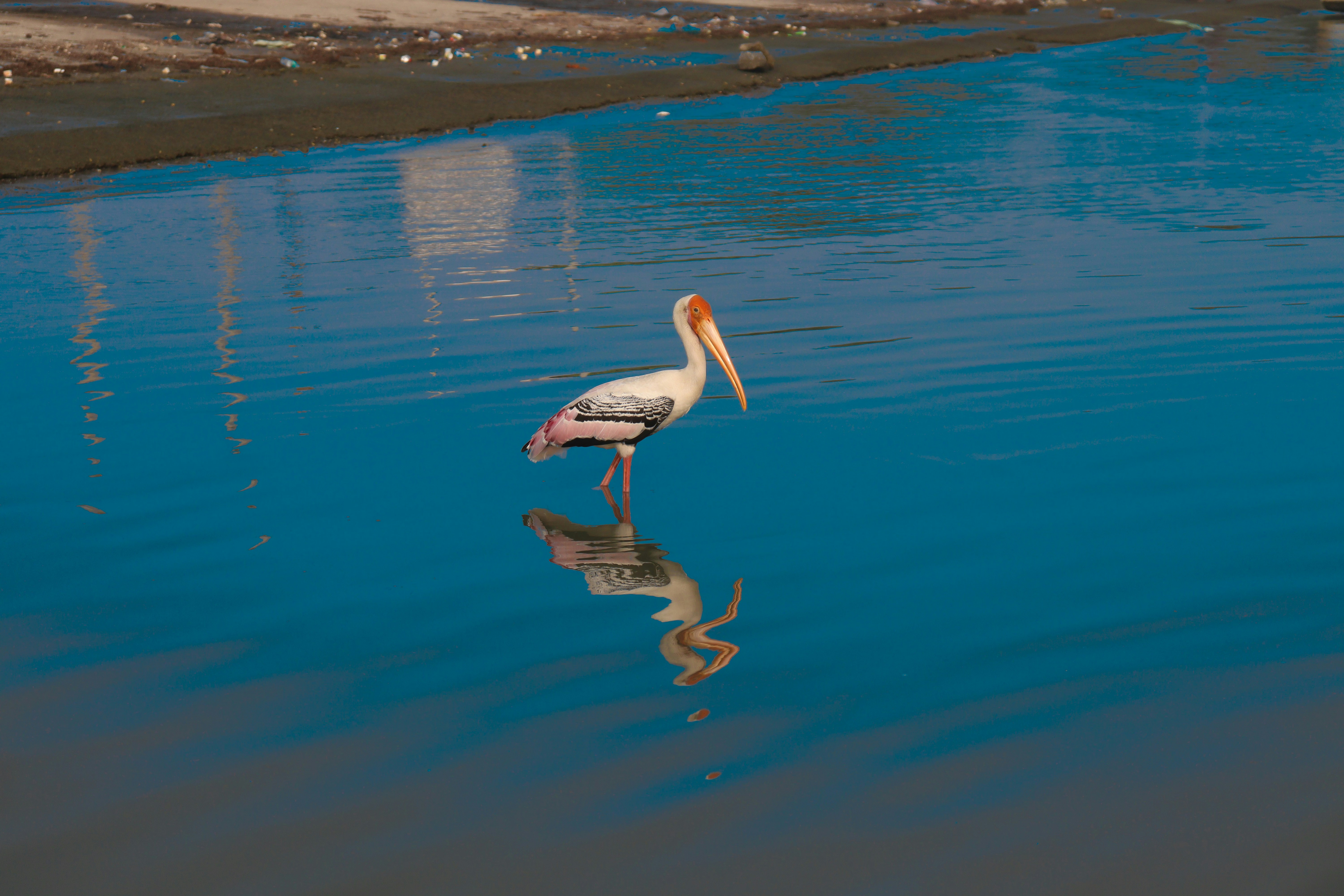 鮮やかな青い水面に描かれたコウノトリが立っています。