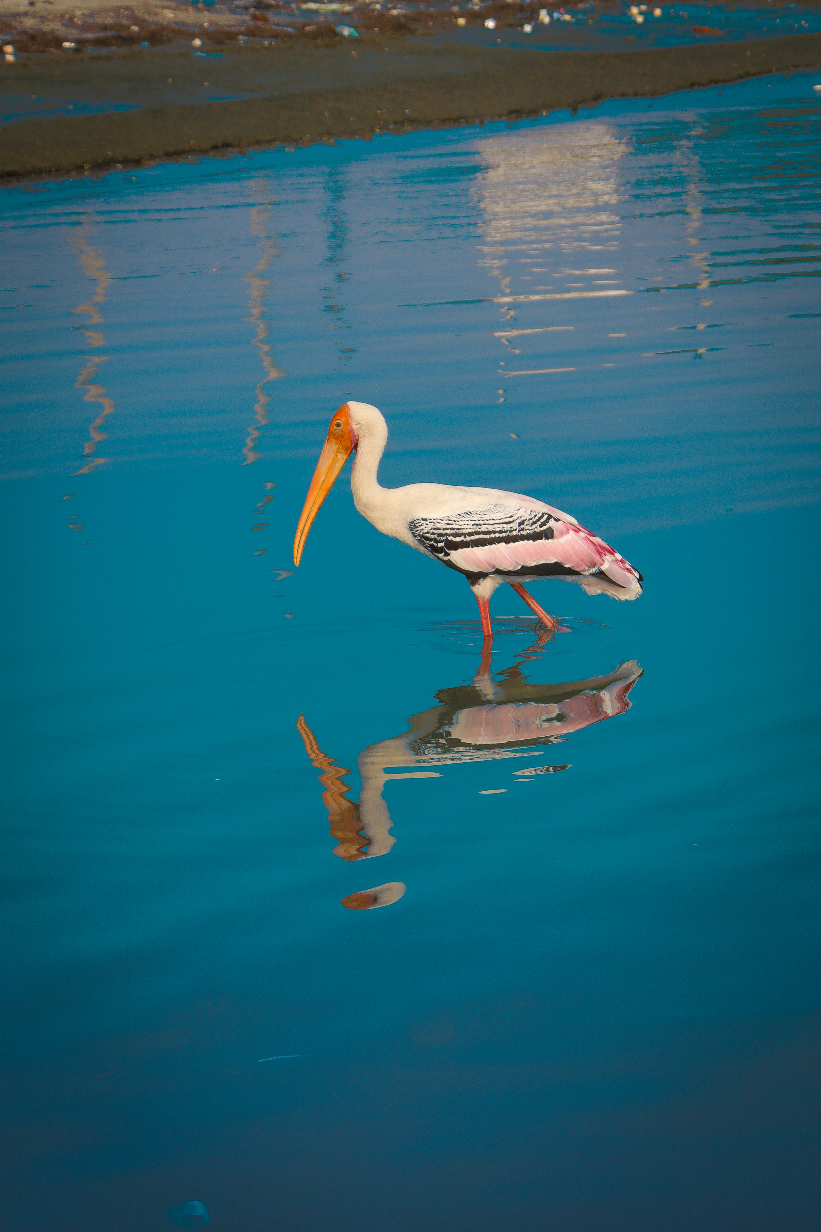 ペイントされたコウノトリが浅い青い水の中を歩いています。