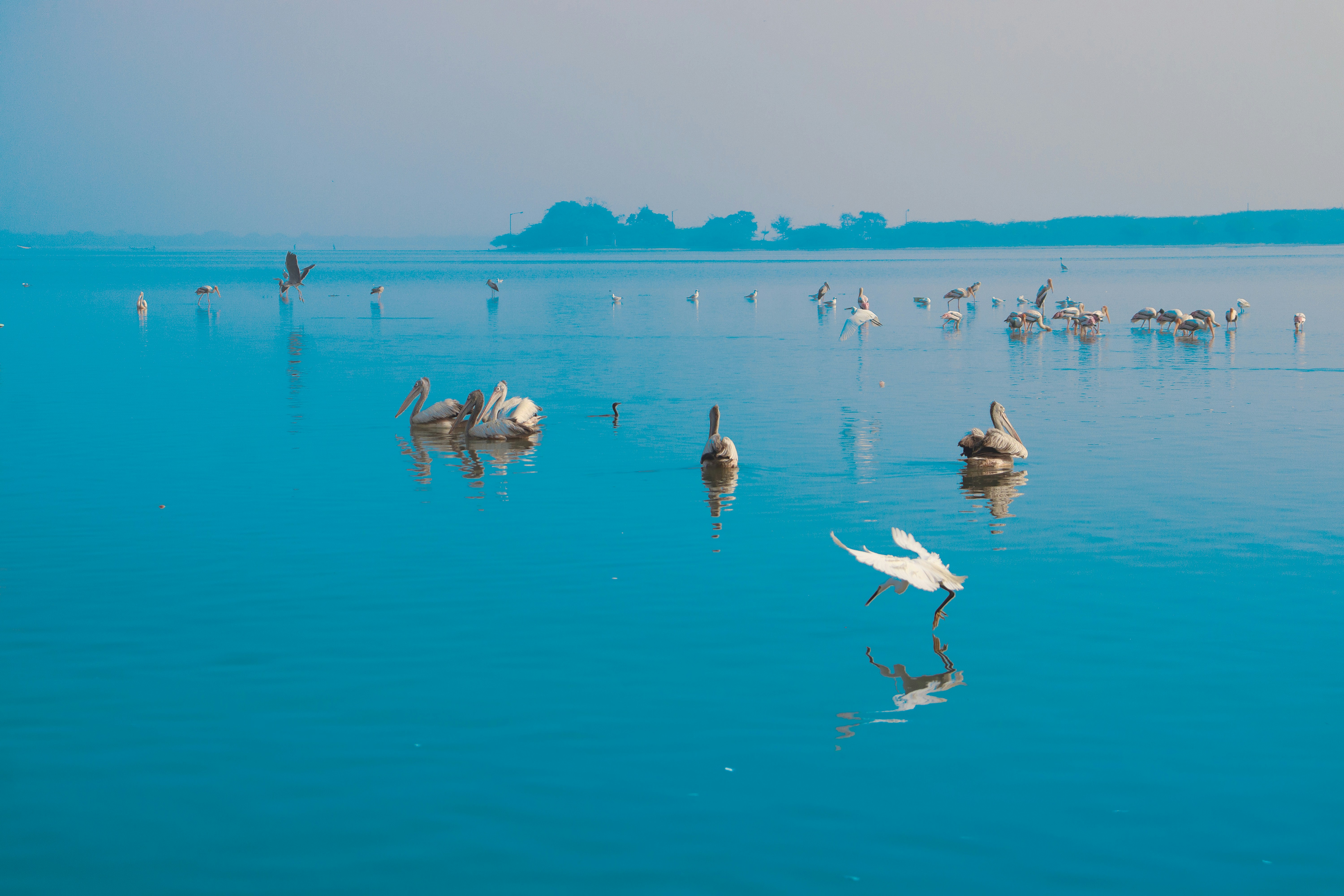 穏やかな青い湖を泳ぐ鳥の群れ。