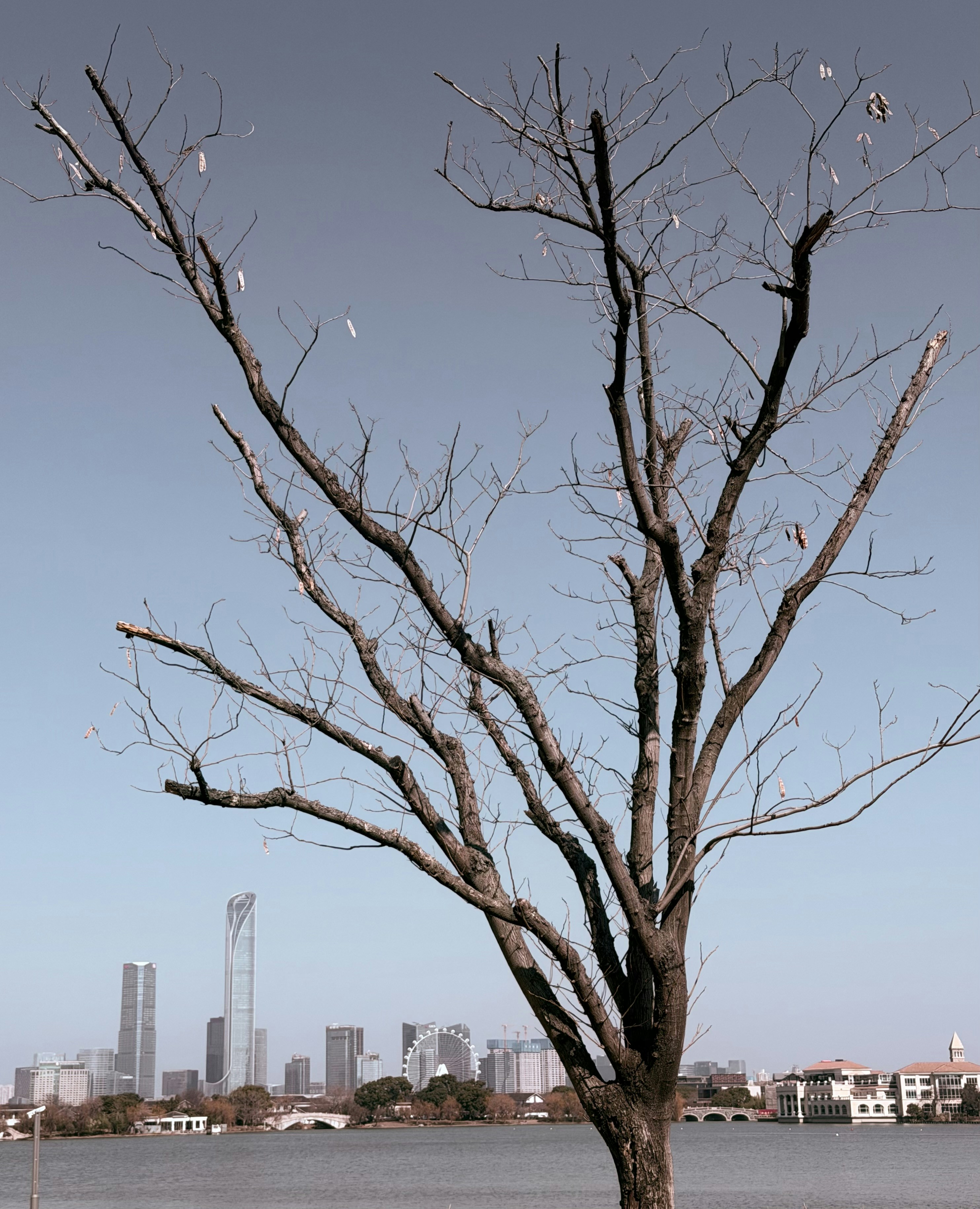 Bare tree branches against a cityscape and lake.
