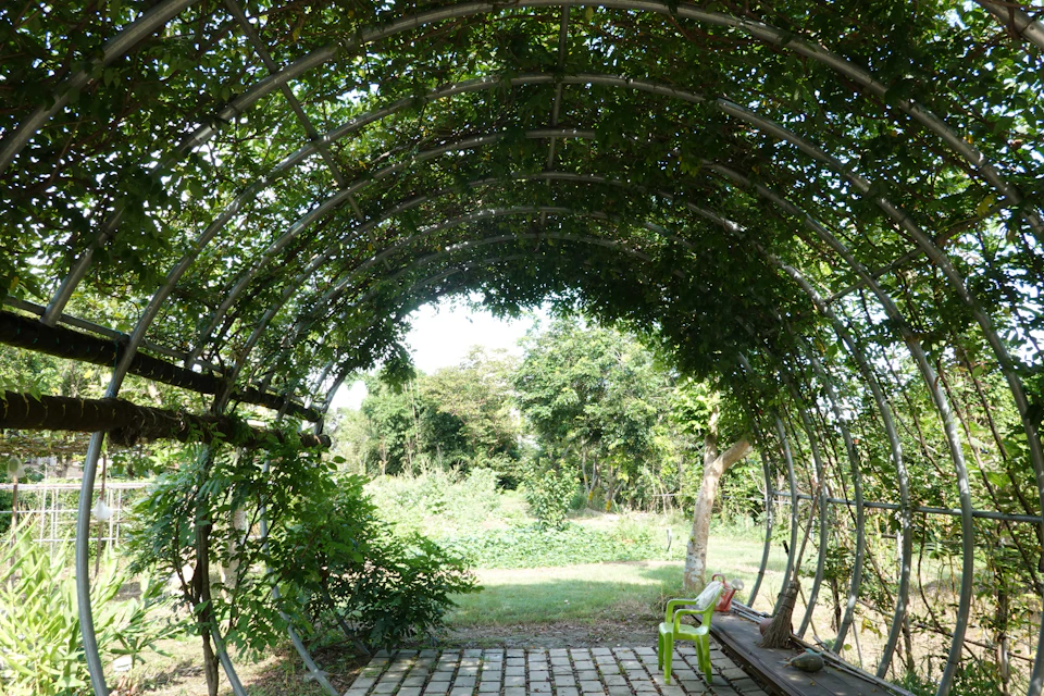 Serene garden scene features an arched metal structure covered in lush green vines outdoors