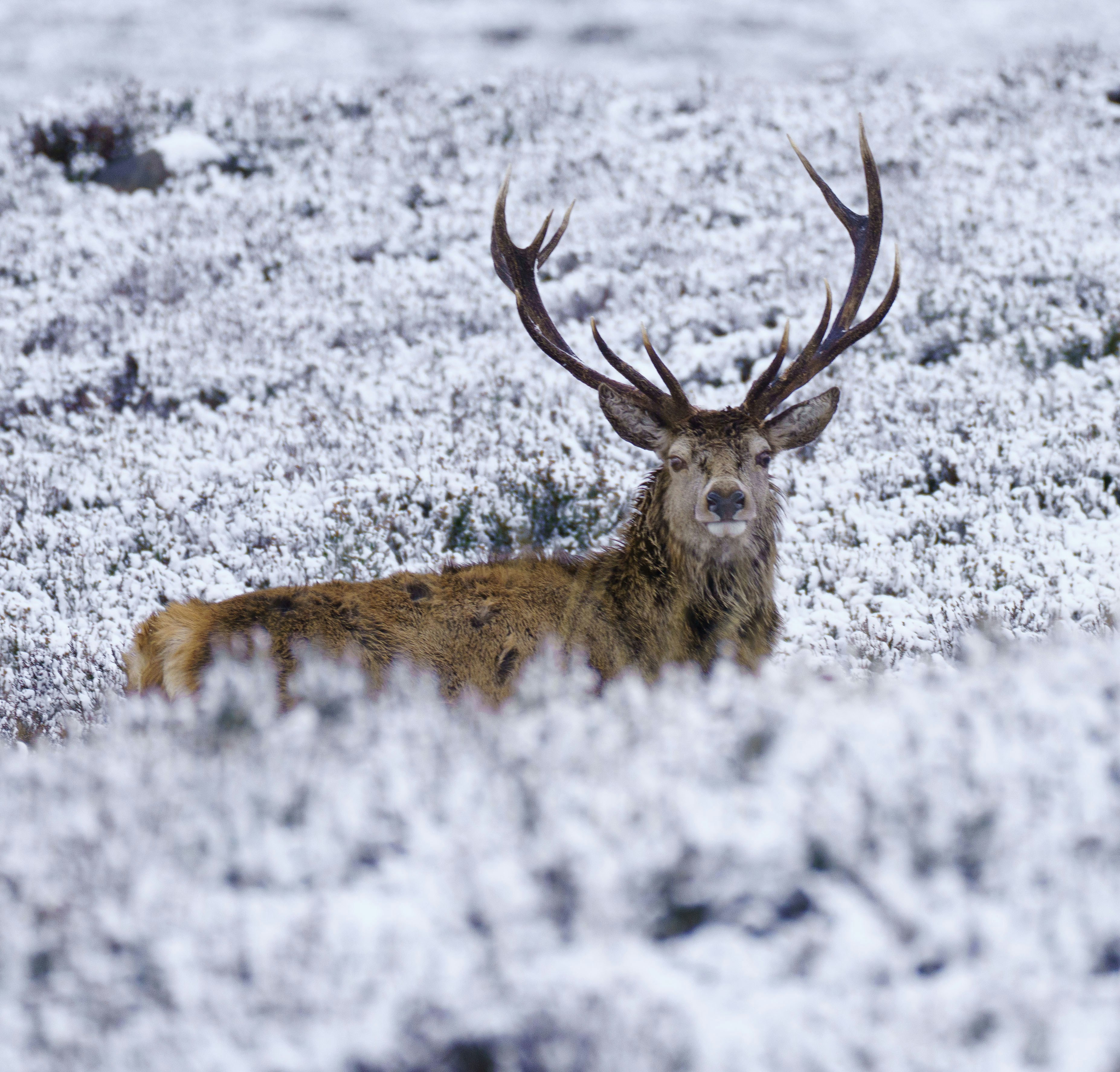 A majestic stag with large antlers in a snowy landscape.