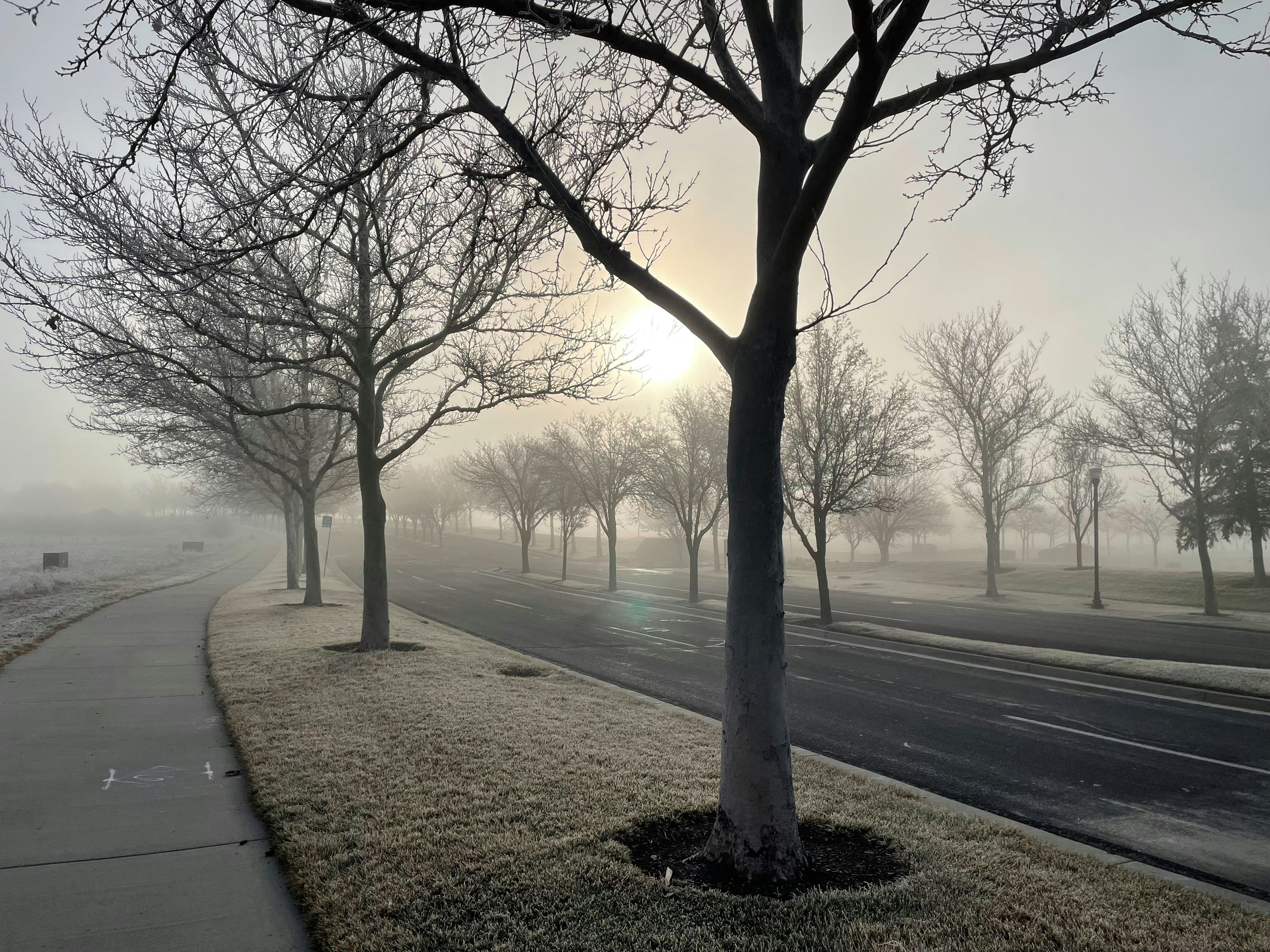 tree-lined street with the sun rising in the background, casting a warm light piercing through the fog in West Valley City, Utah