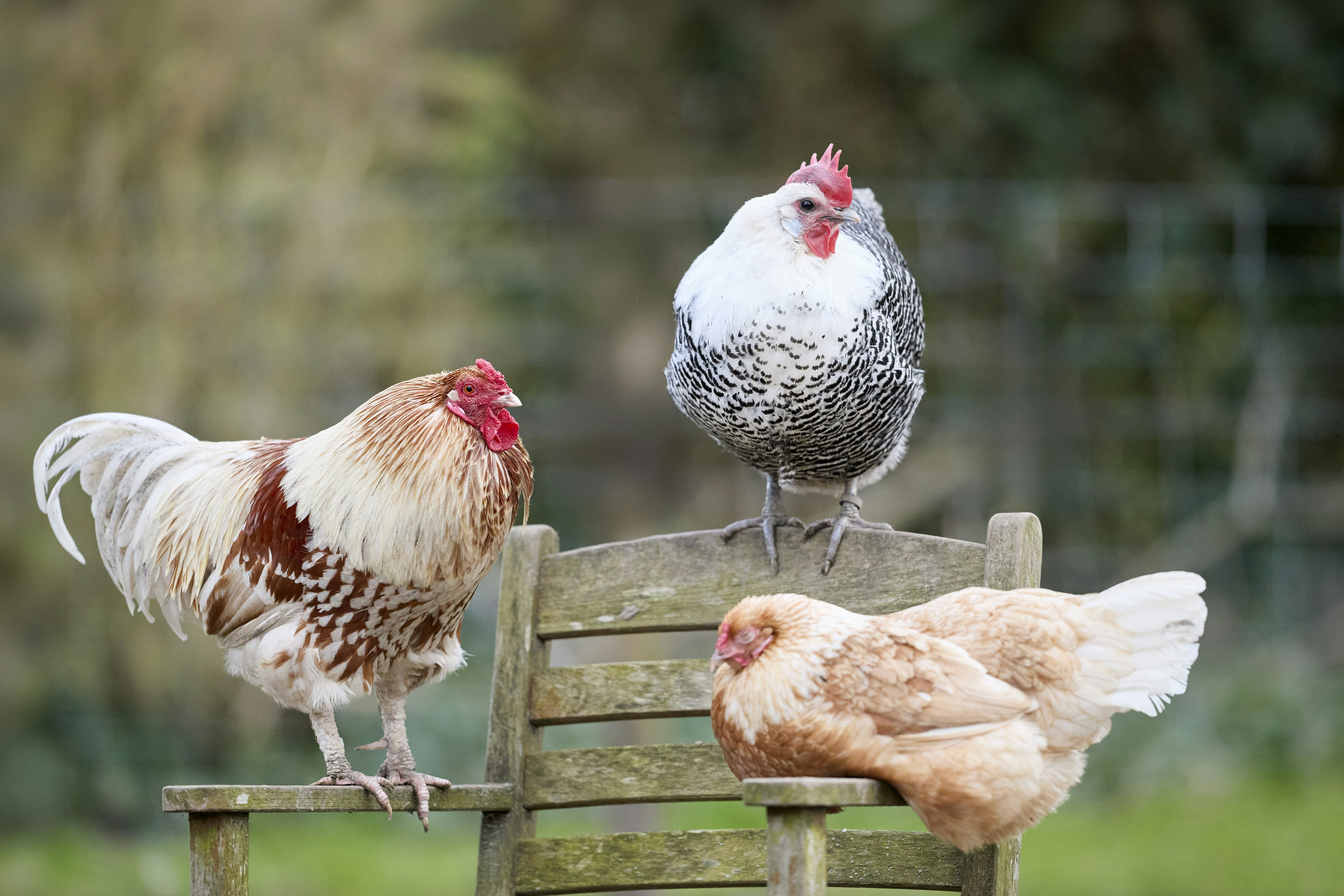 Photo by erwinbosman