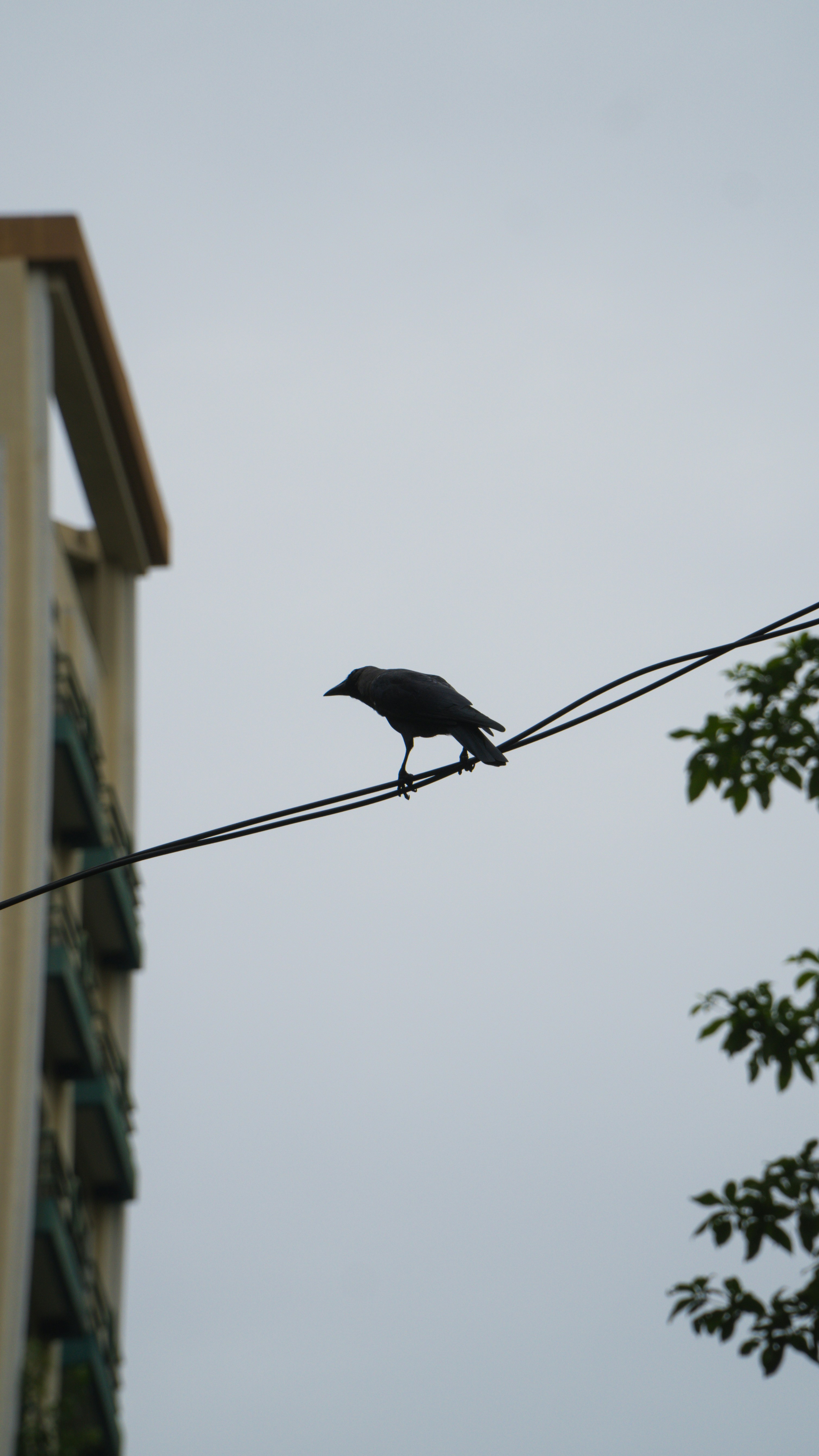 A crow perched on a wire with a building nearby.