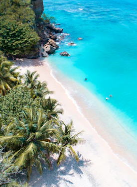 A tropical beach with palm trees and turquoise water.