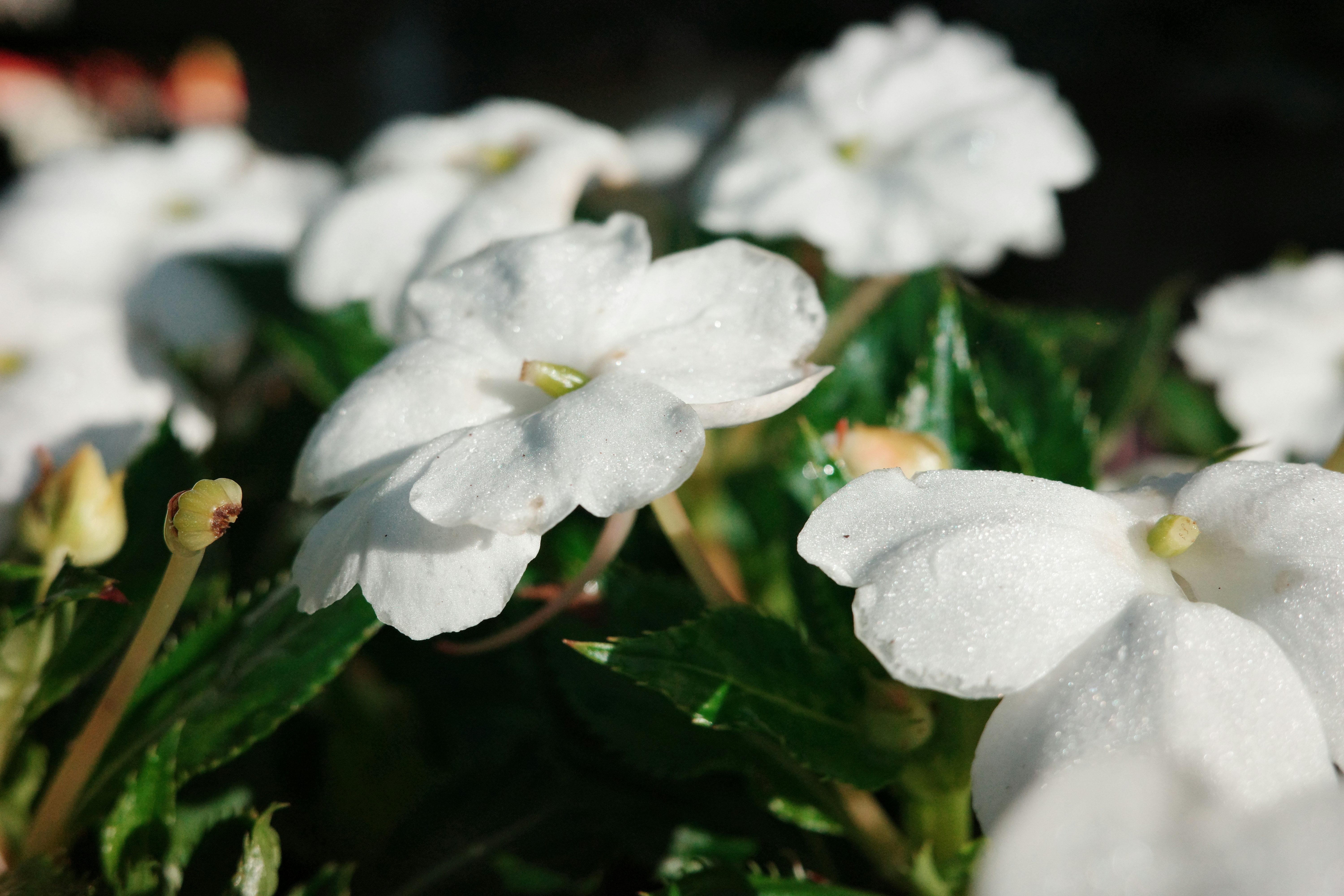 Gros plan de fleurs blanches délicates aux feuilles vertes