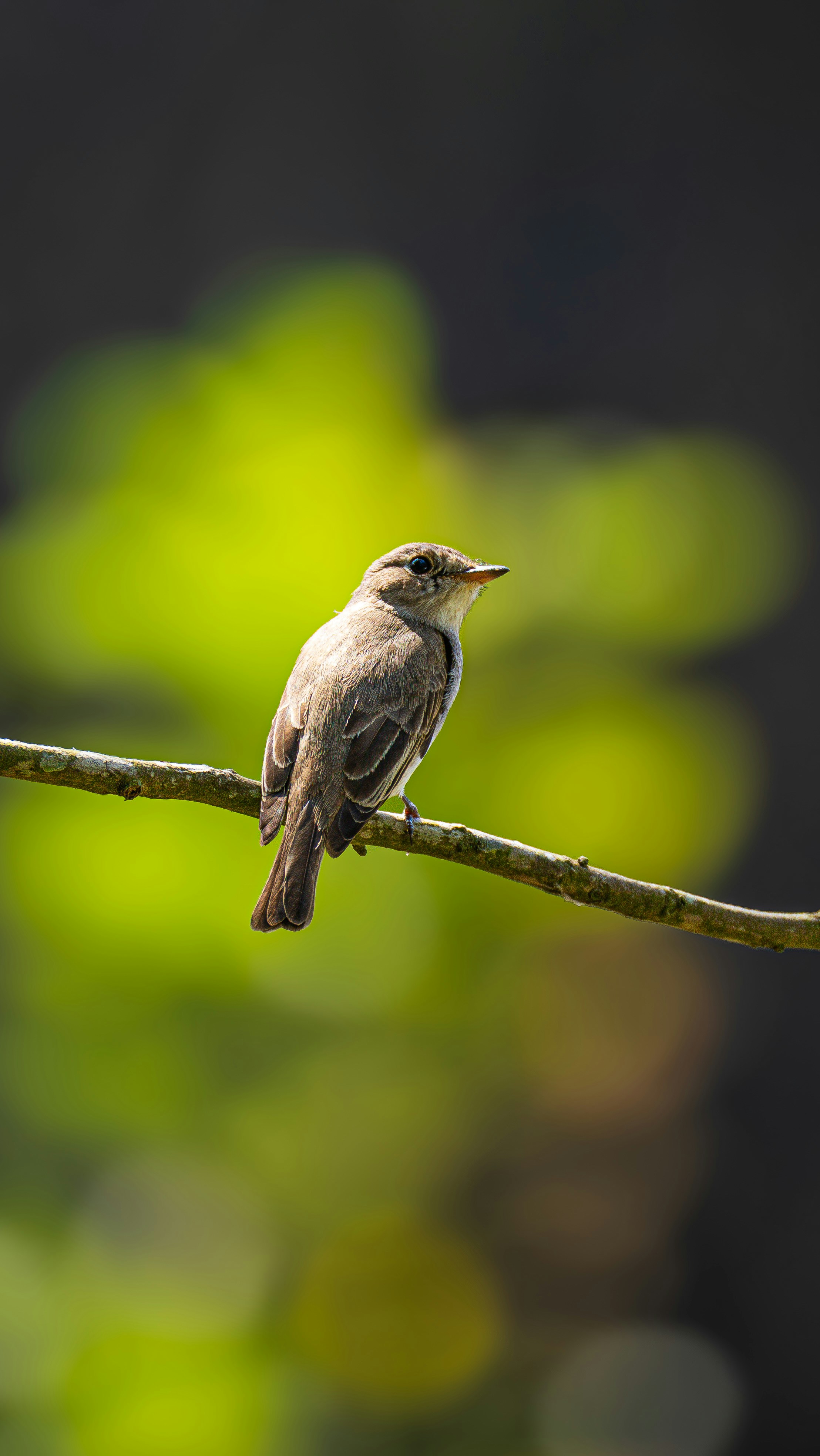 Photo by syedsalim1109