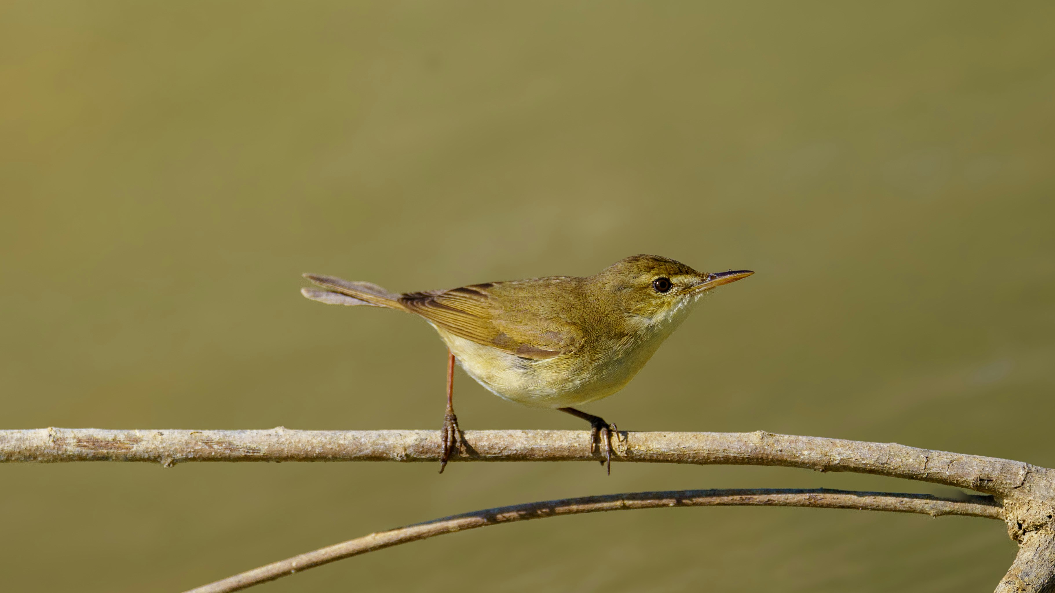 Photo by syedsalim1109