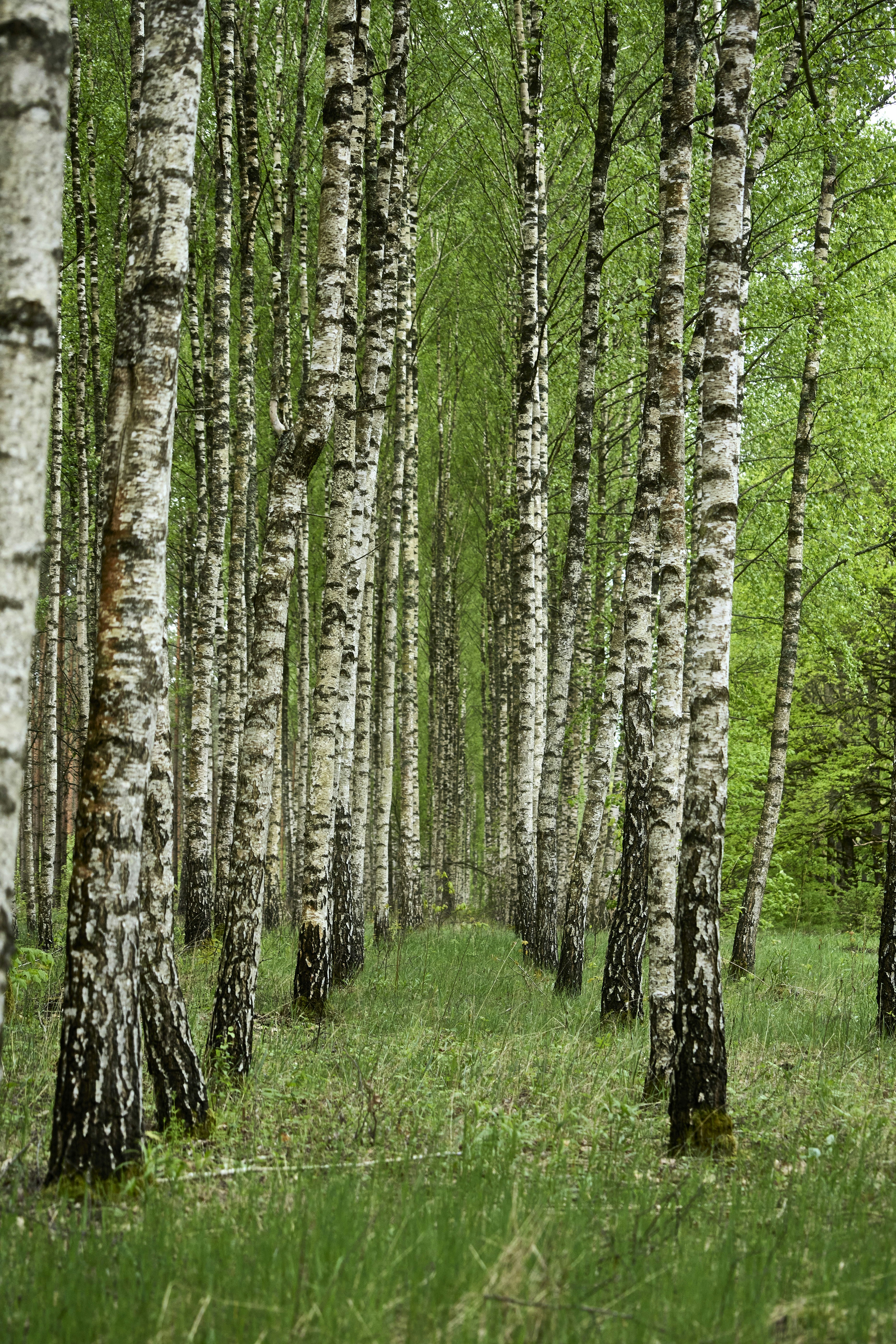 Photo by wolfgang_hasselmann