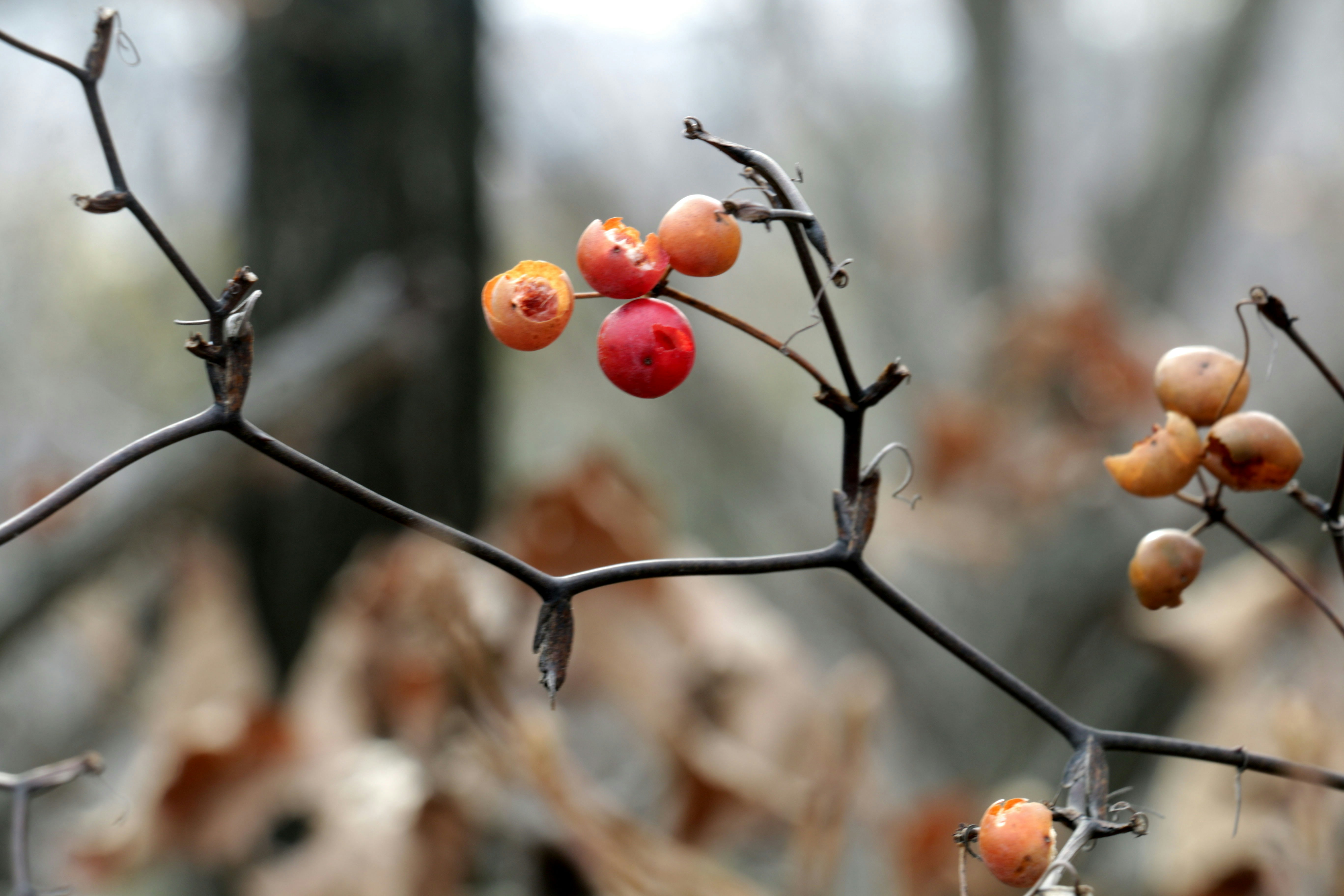 Red berries on a bare, thorny branch in winter