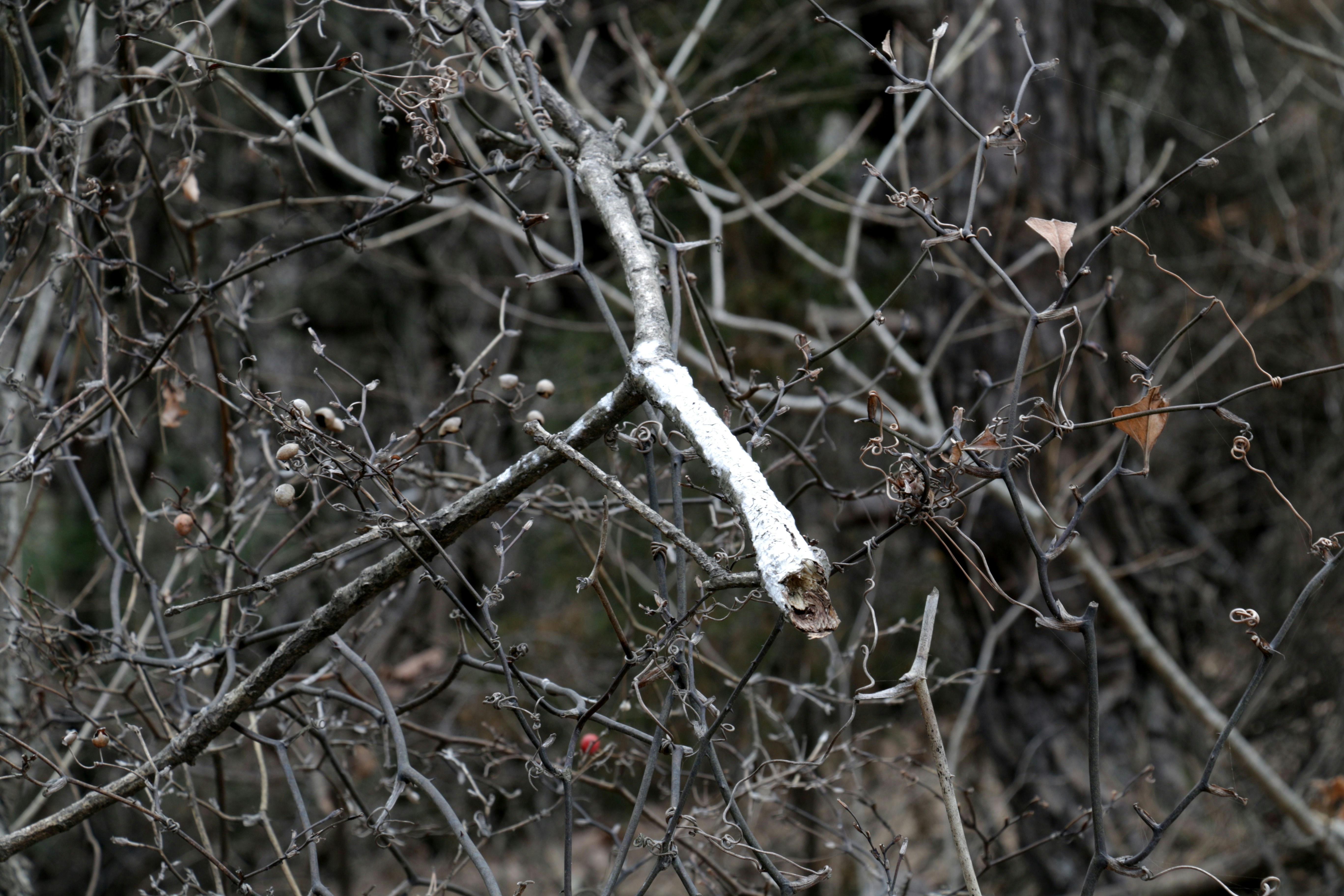 Bare branches of a tree in the forest