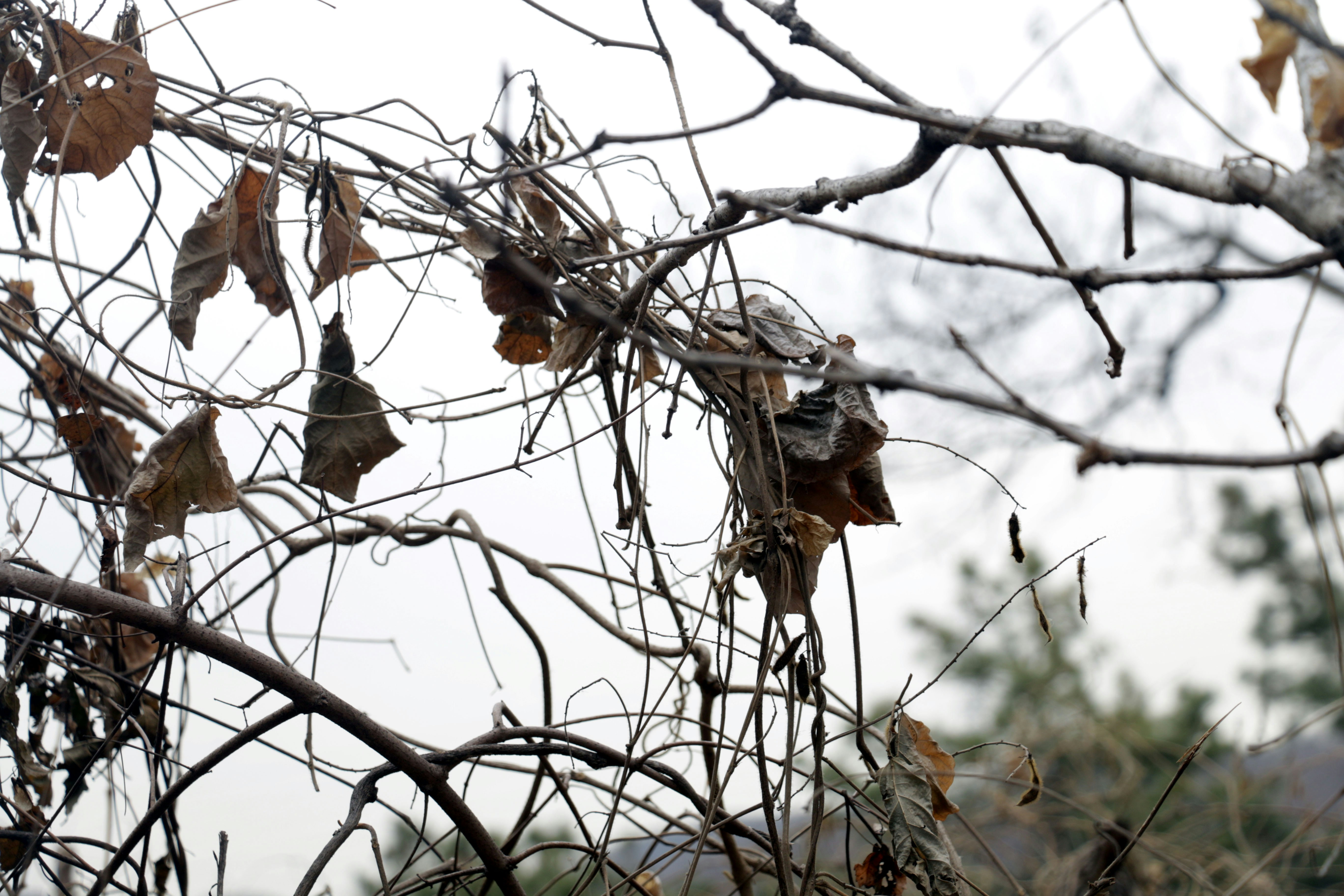 Bare branches with dry leaves against a cloudy sky