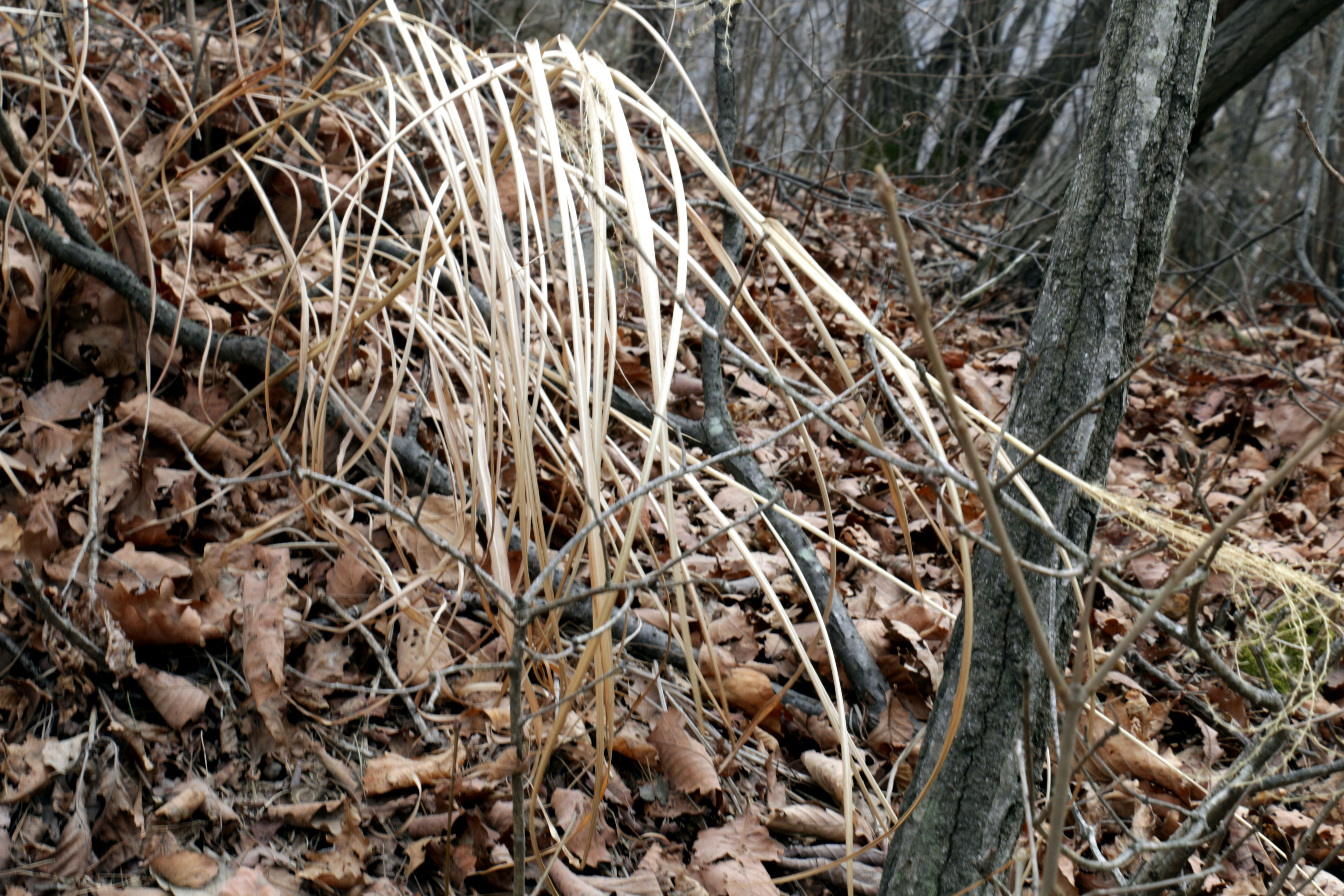 Dry grass and fallen leaves on forest floor
