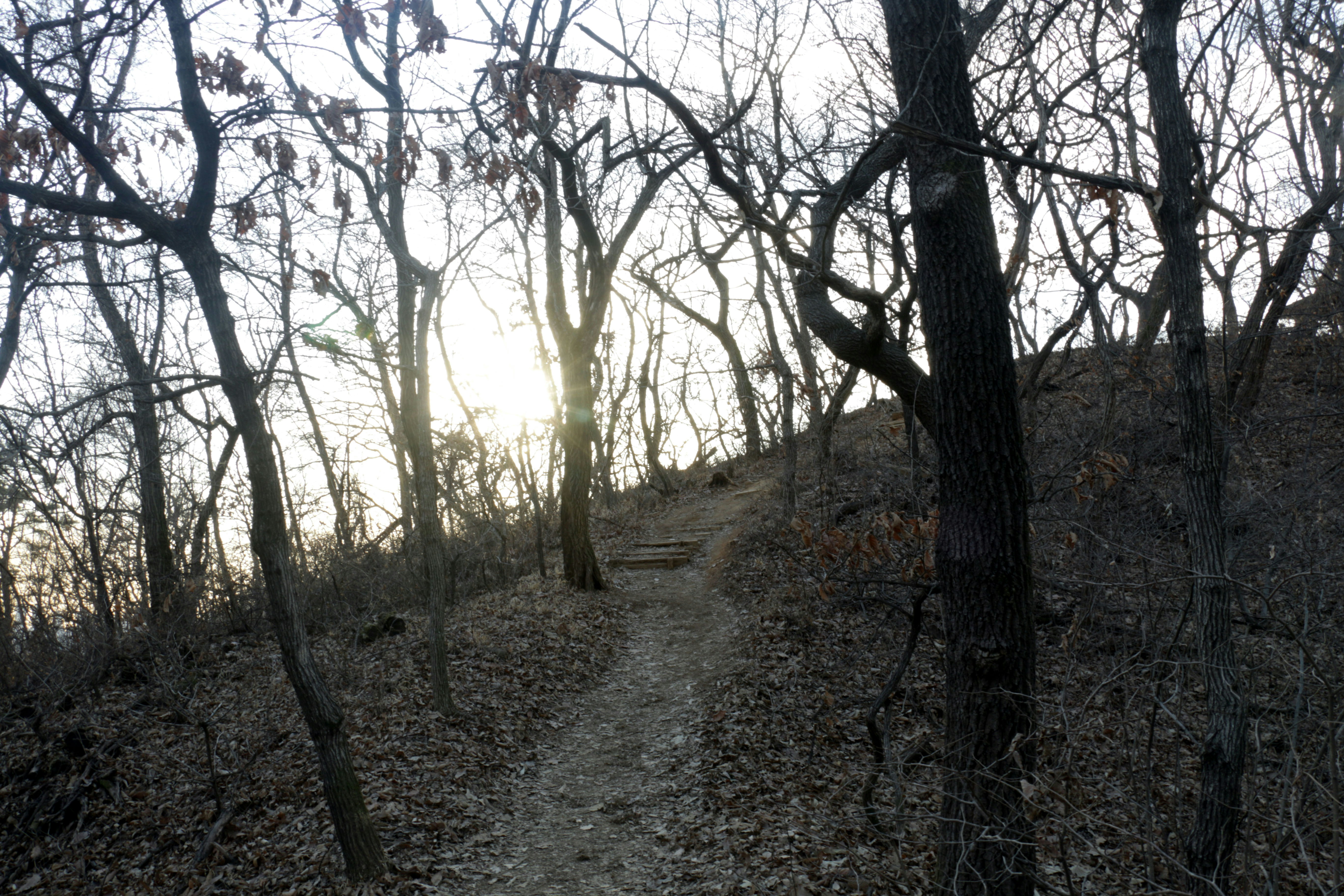 Bare trees line a winding path in a forest.