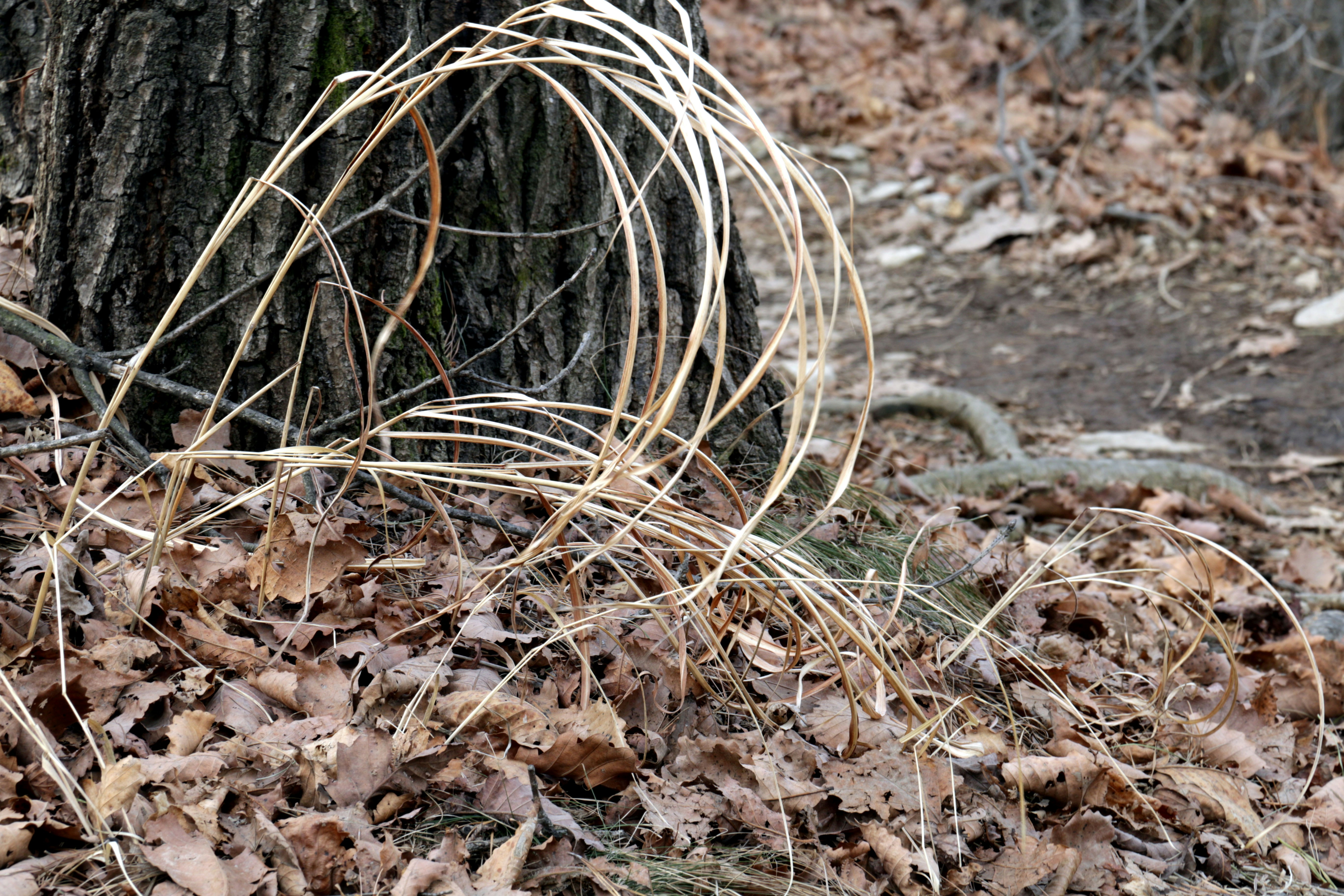 Dry grass coils around a tree trunk in autumn.
