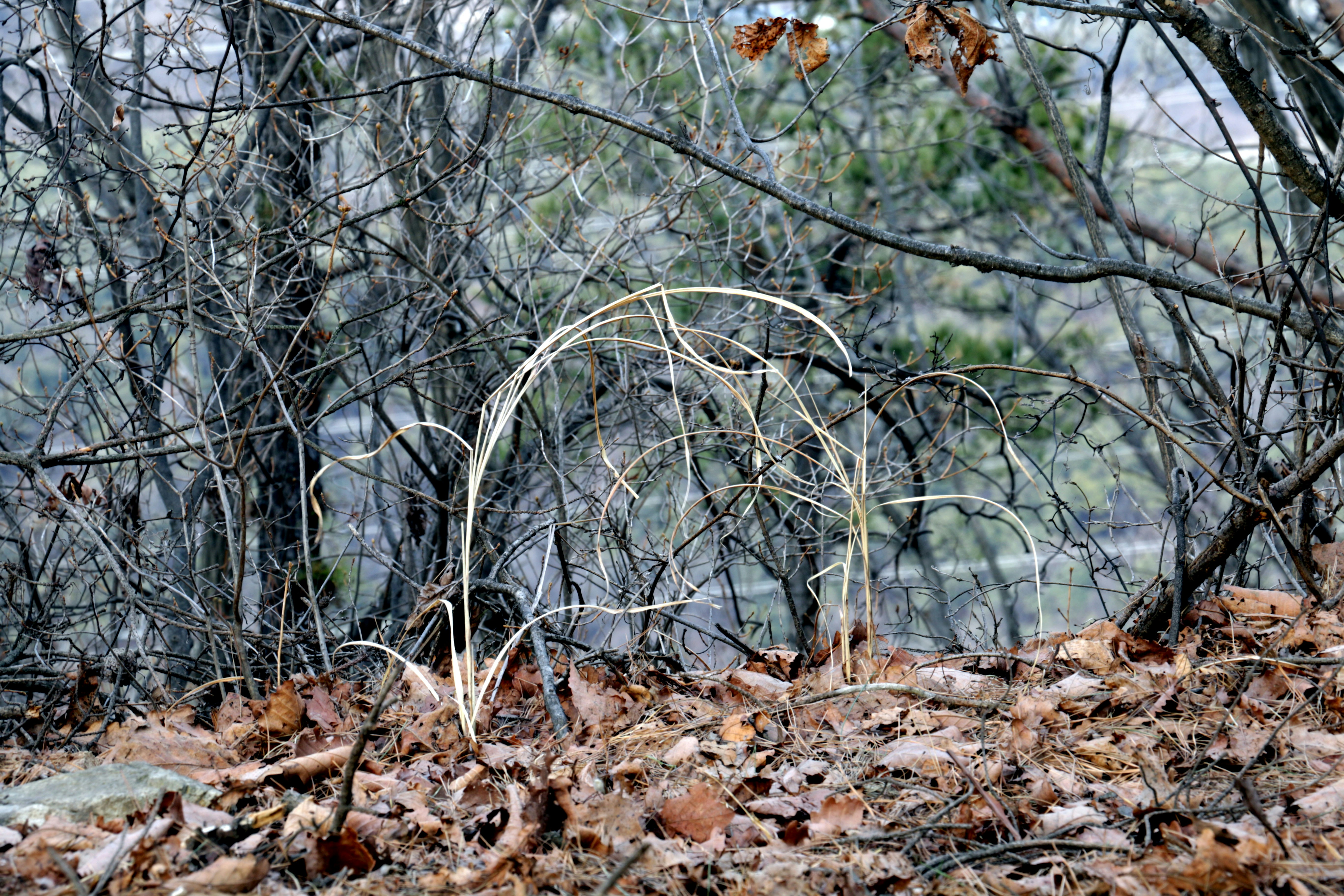 Dry grass and fallen leaves in a forest