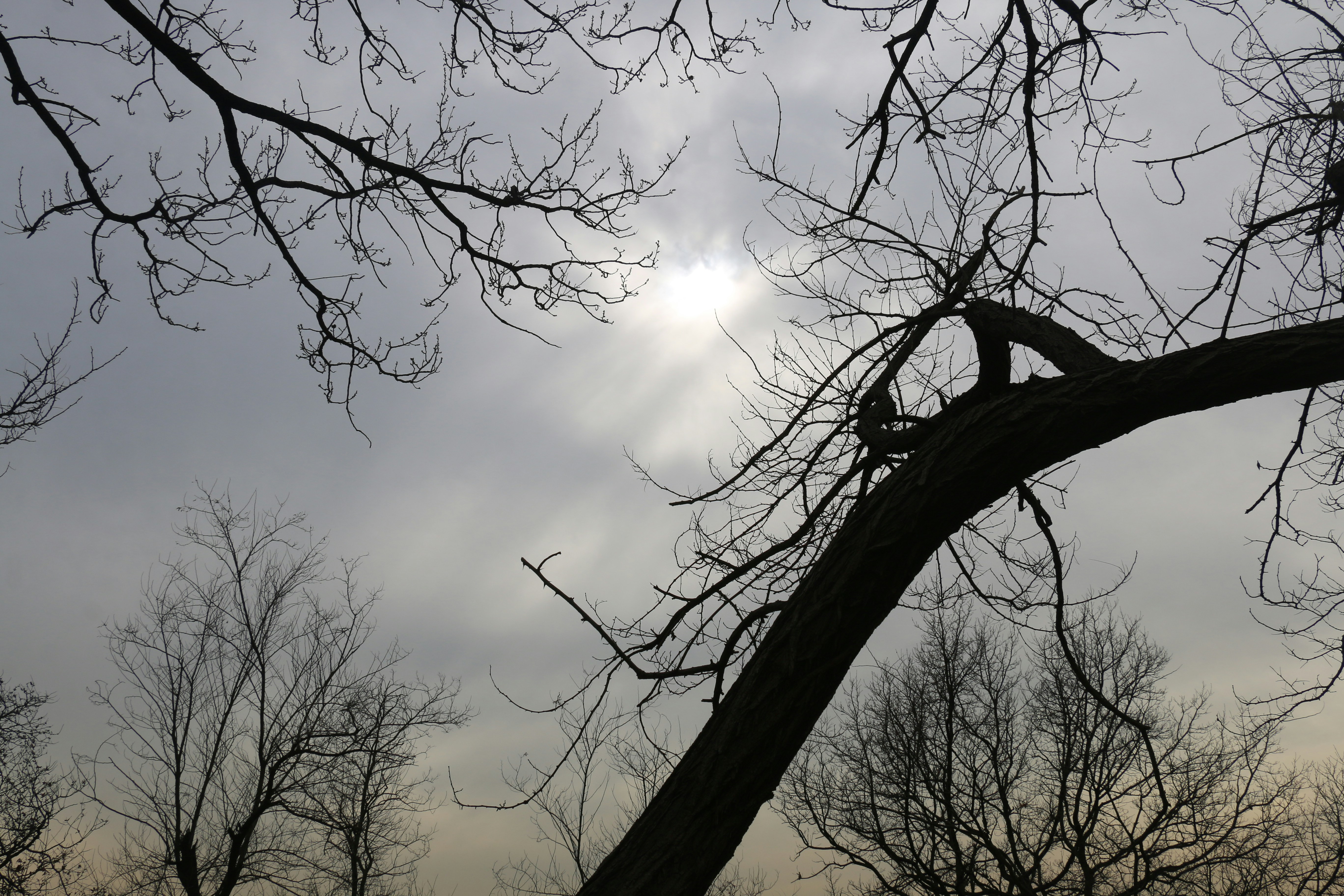 Bare tree branches against a hazy sky