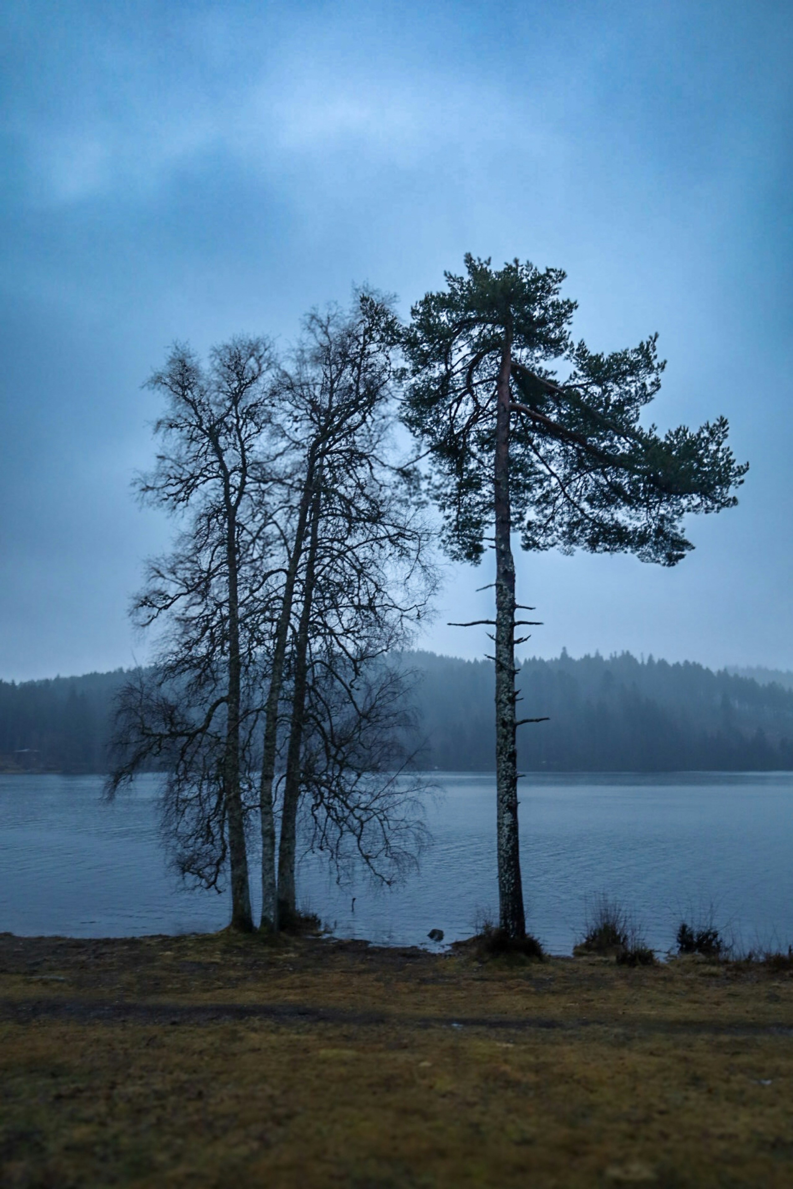 Bare trees and a pine stand by a misty lake