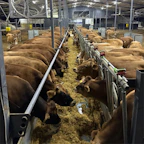 Cows eating feed in a barn