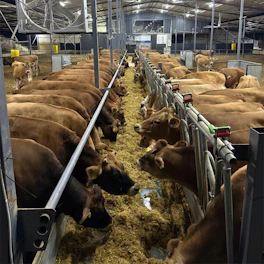 Cows eating feed in a barn