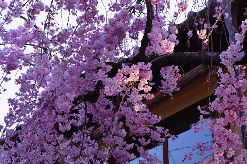 Weeping cherry blossoms (shidarezakura) cascading over a traditional Japanese wooden roof