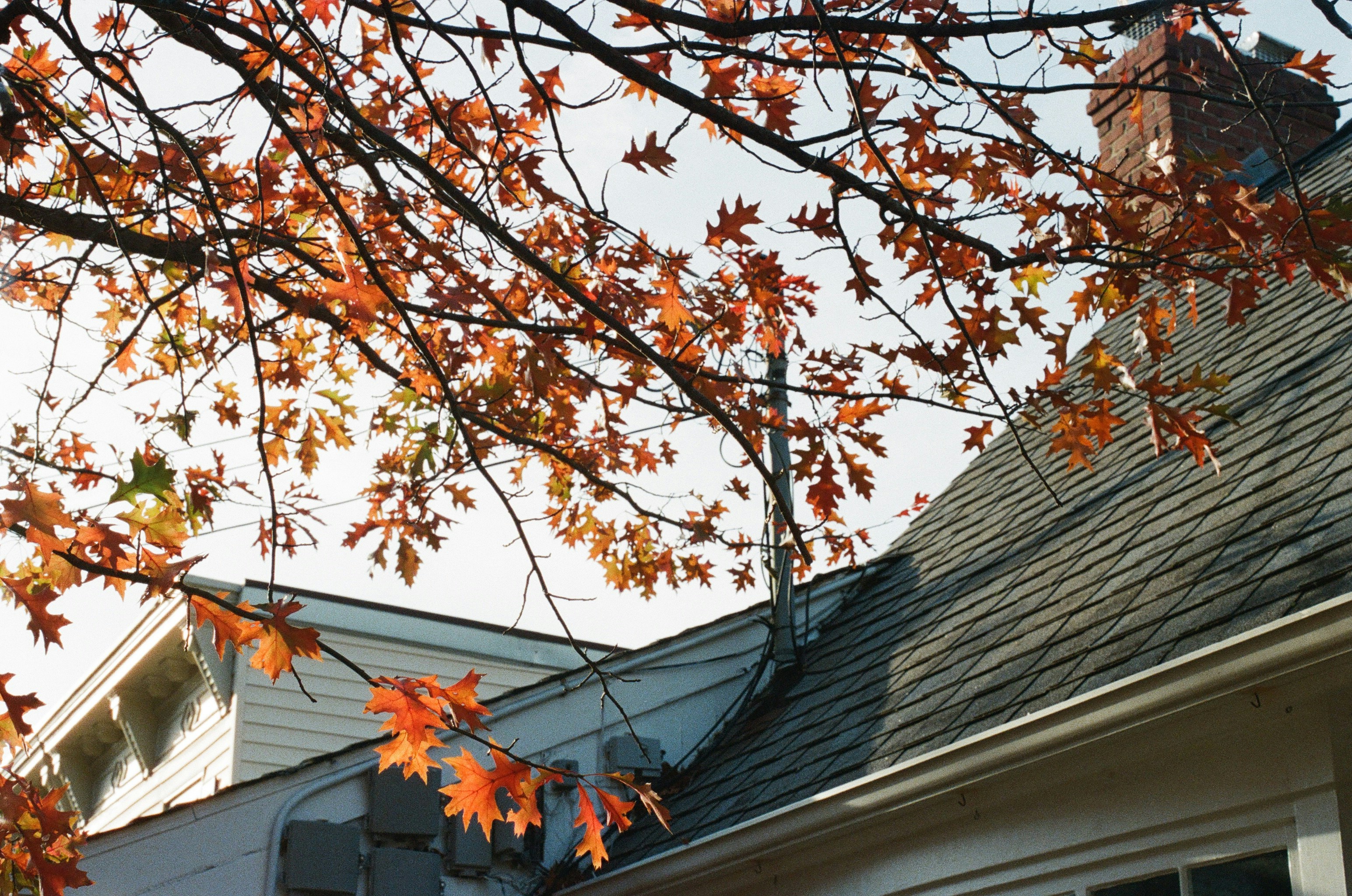 Autumn leaves frame houses under a bright sky