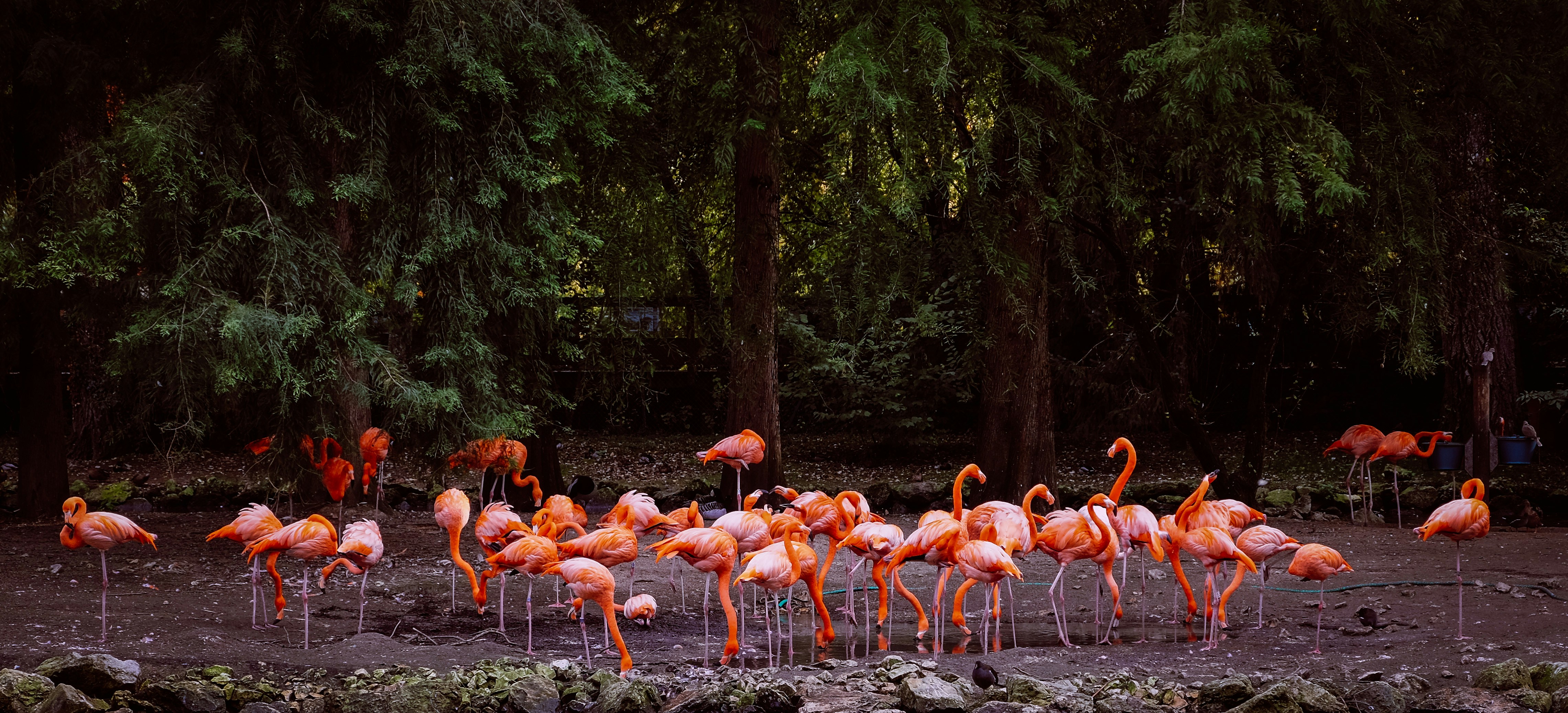 A flock of flamingos stands near trees.