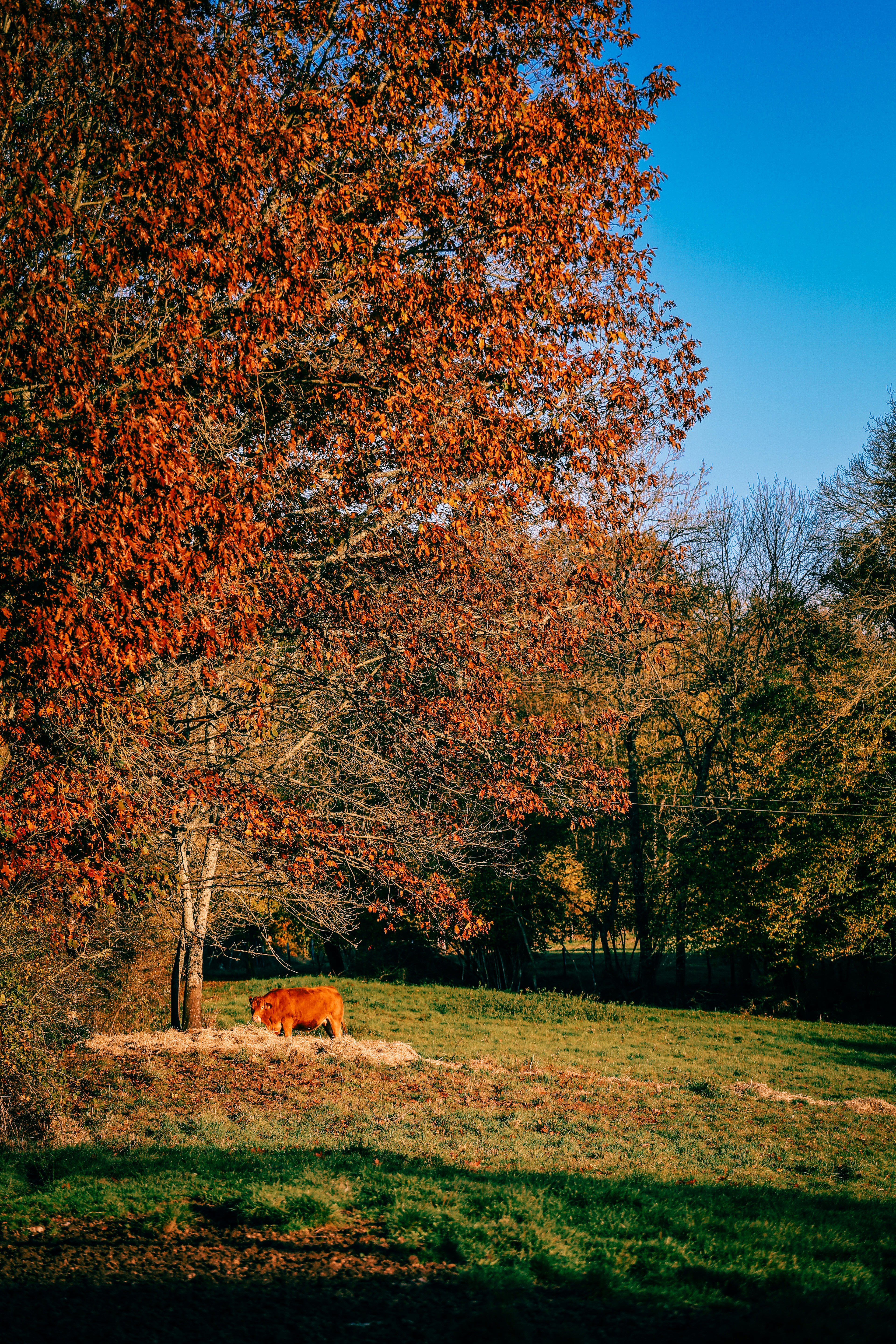 Photo by francois_stleger