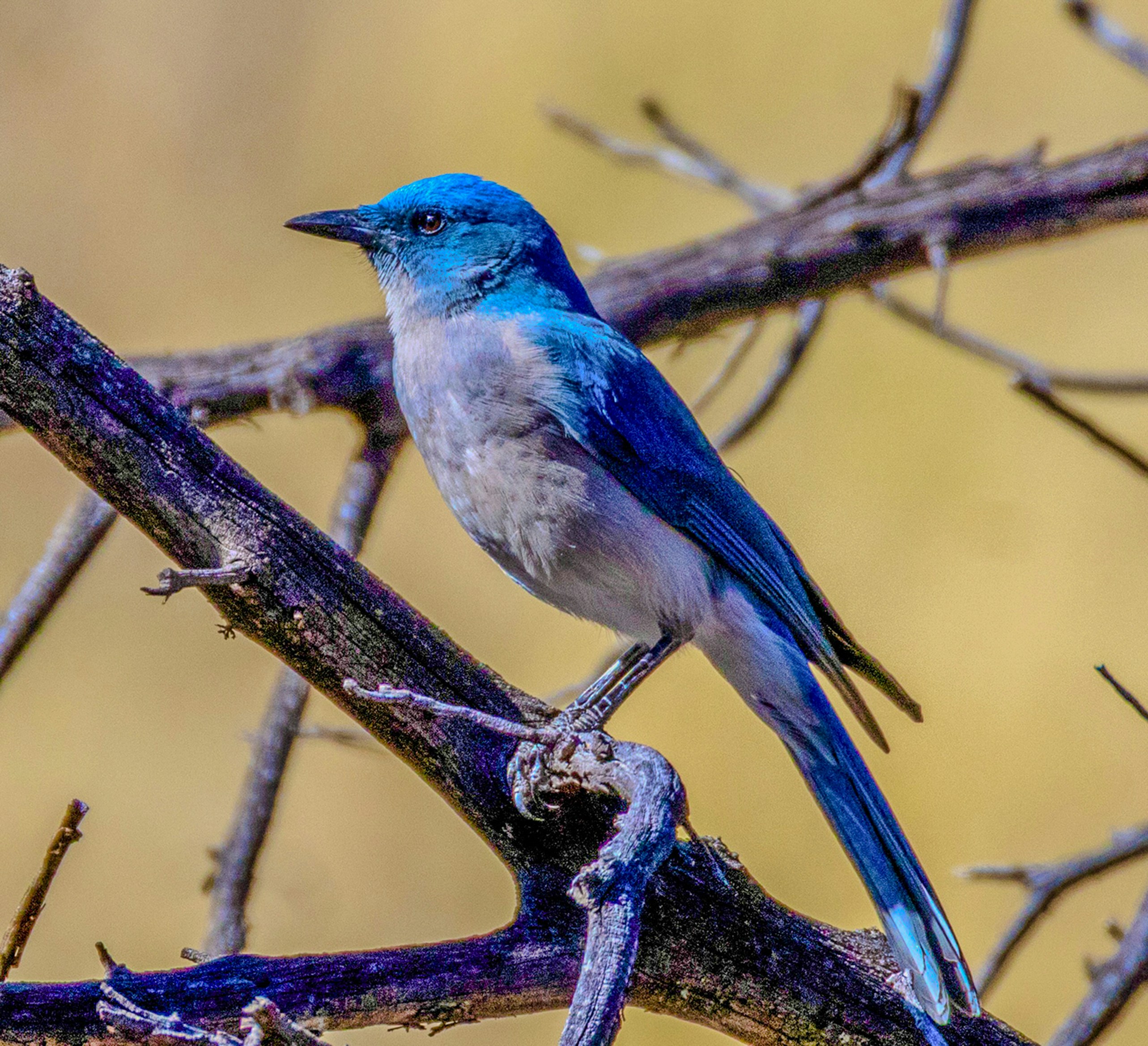 Un pájaro azul brillante posado en una rama.