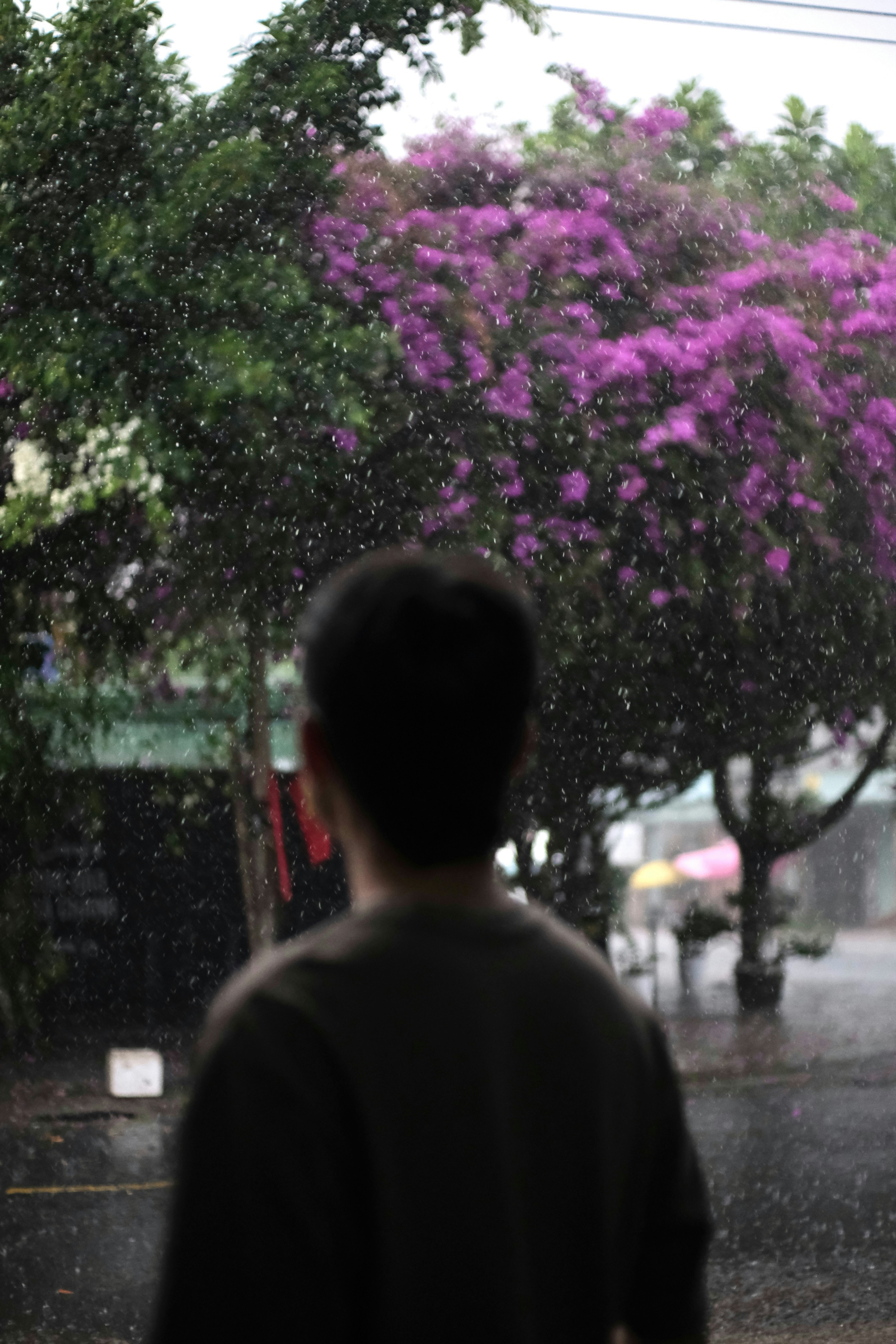 Person looking at blooming tree in the rain