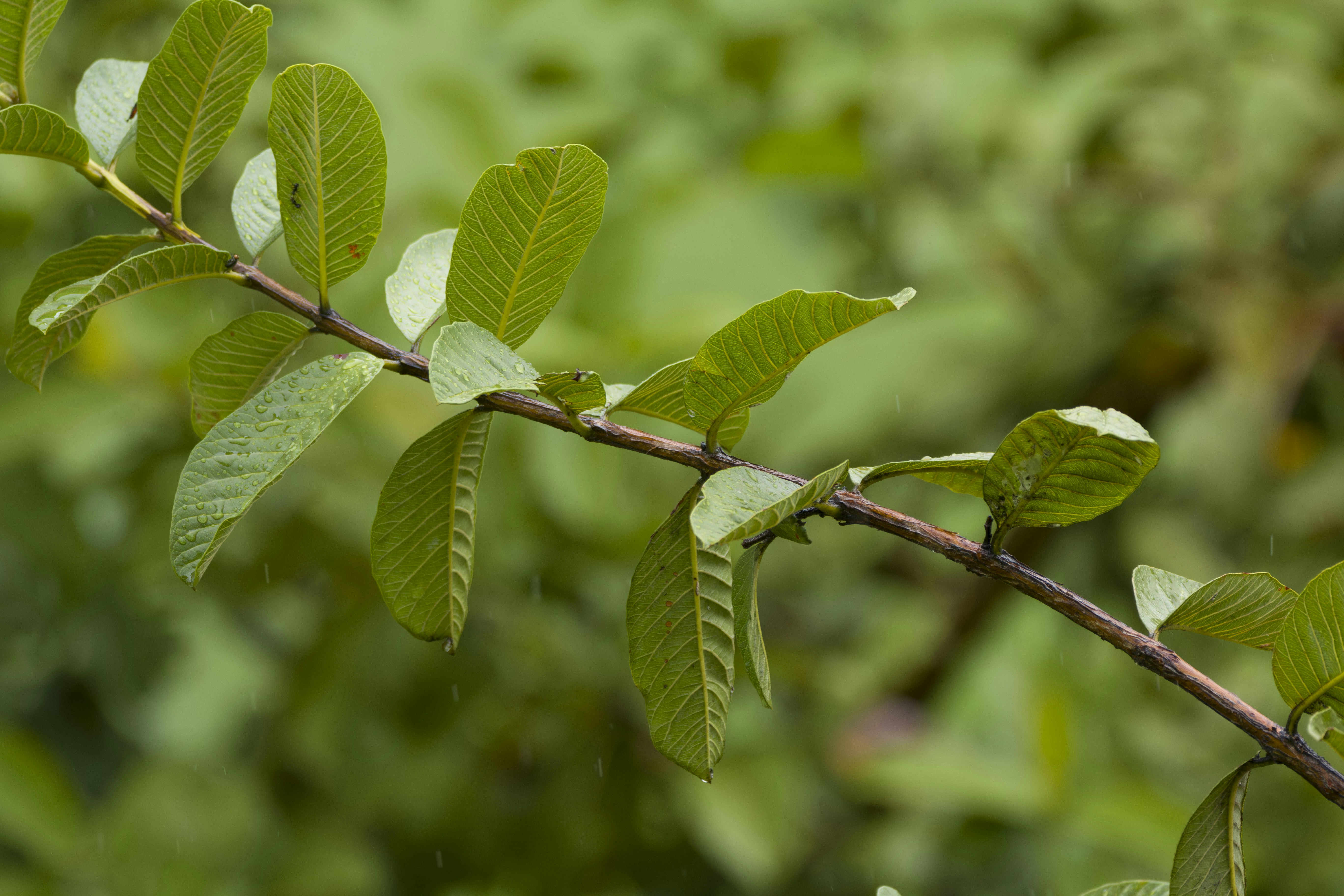 Photo by eversonvansoski