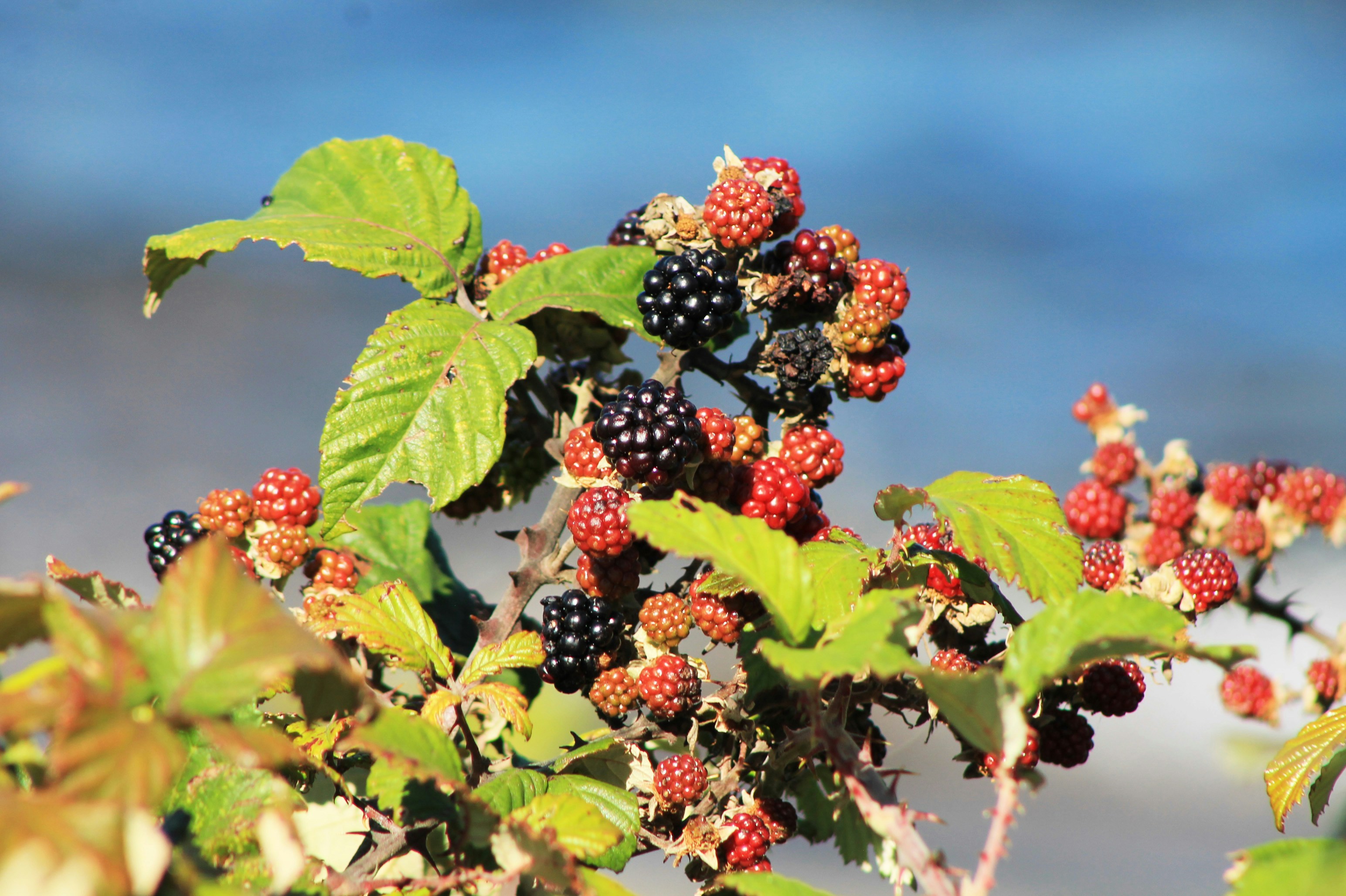 Moras madurando en un arbusto con hojas verdes.