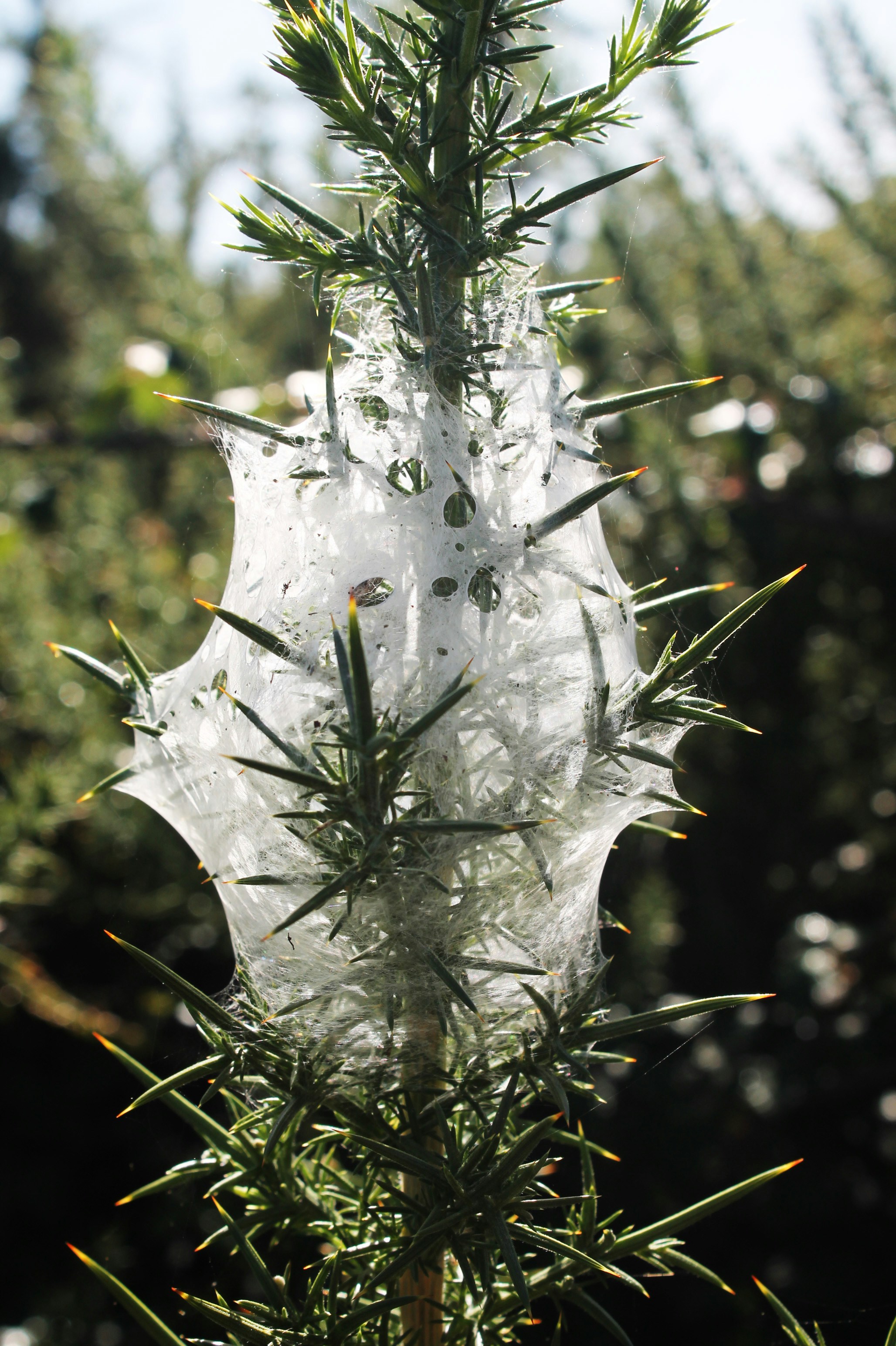 Un arbusto de aulaga cubierto por una telaraña blanca y sedosa.