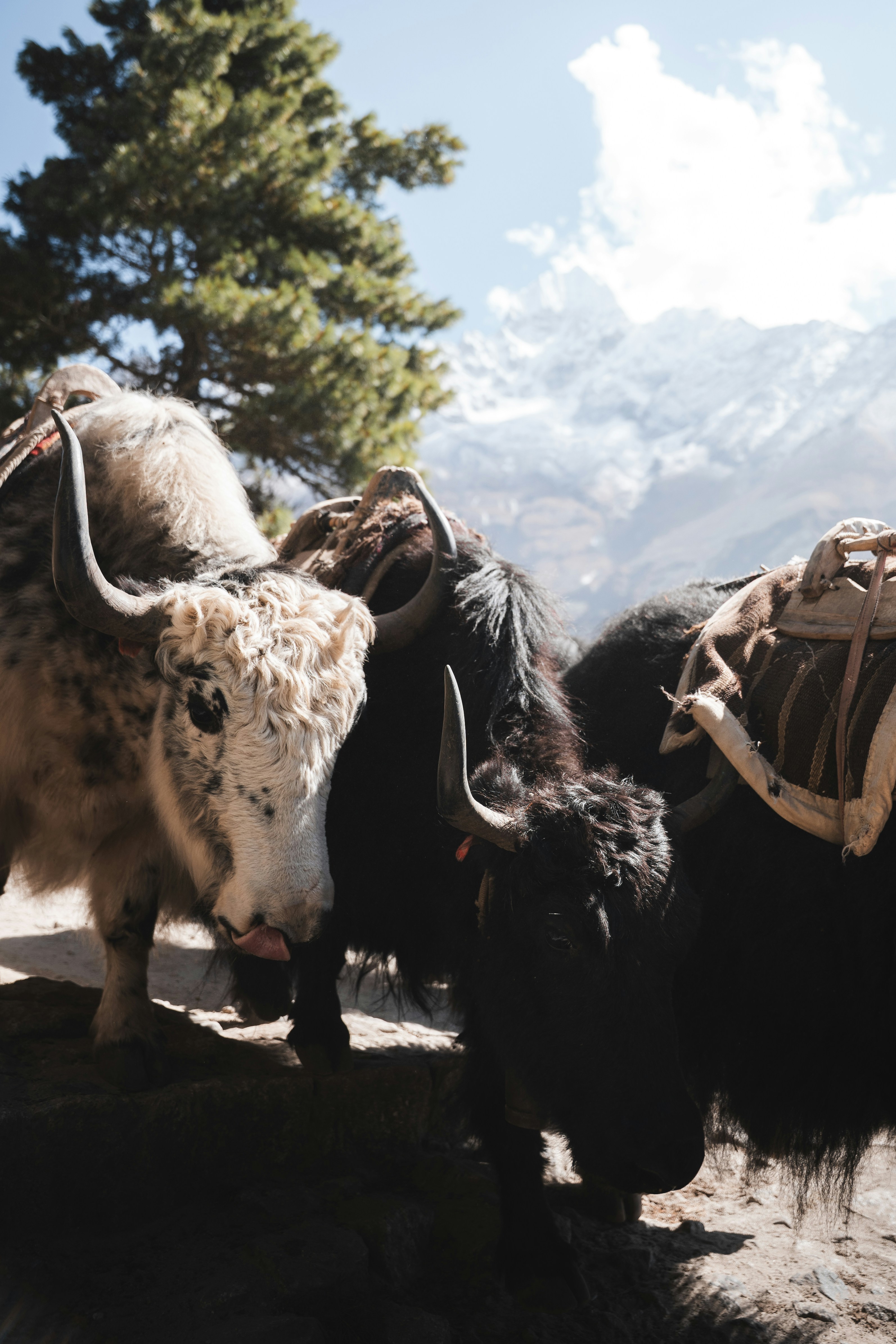 Photo by auchynnikau