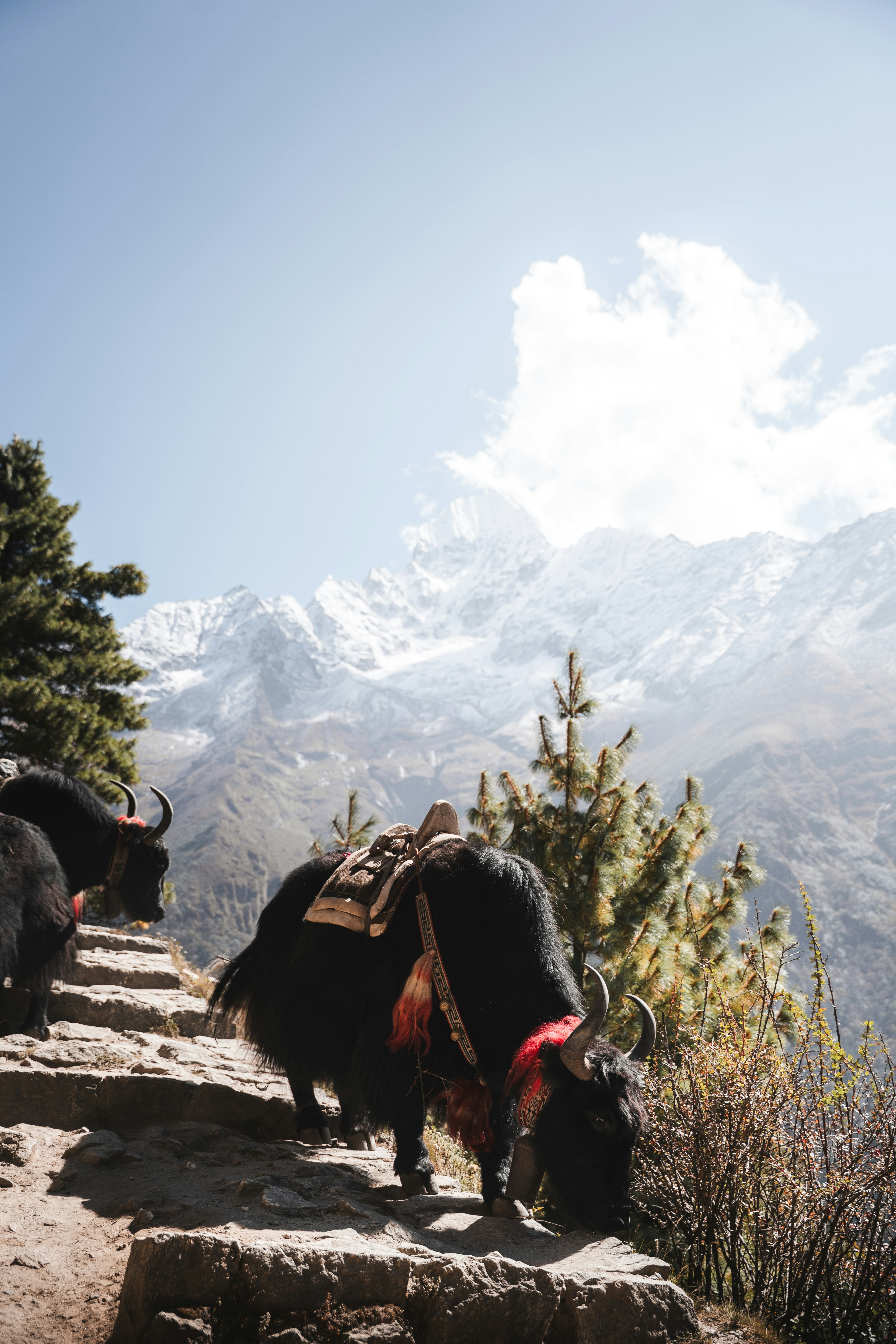 Yaks mit Sätteln gehen auf einem Bergpfad.