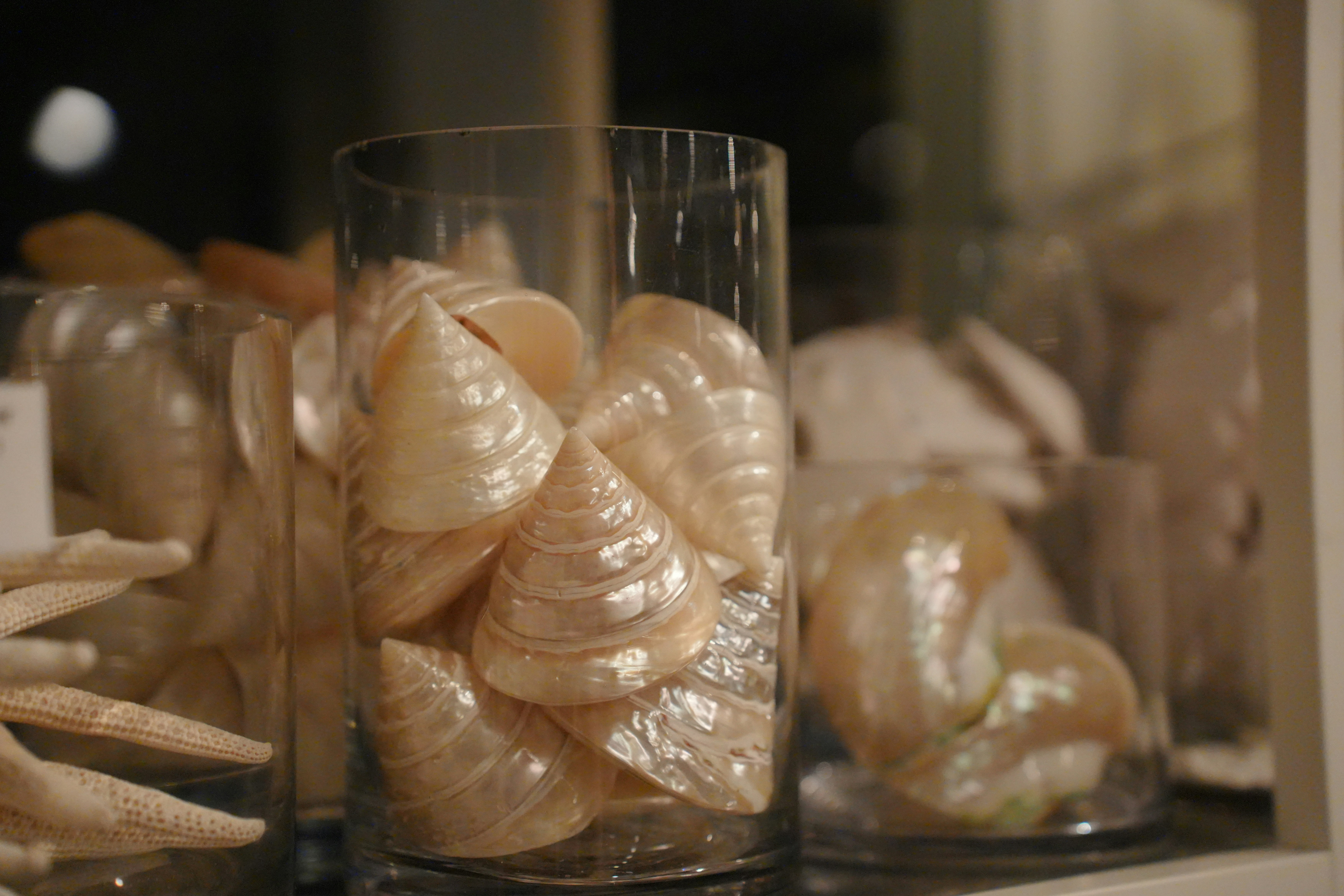 Glass vase filled with pearlescent shells