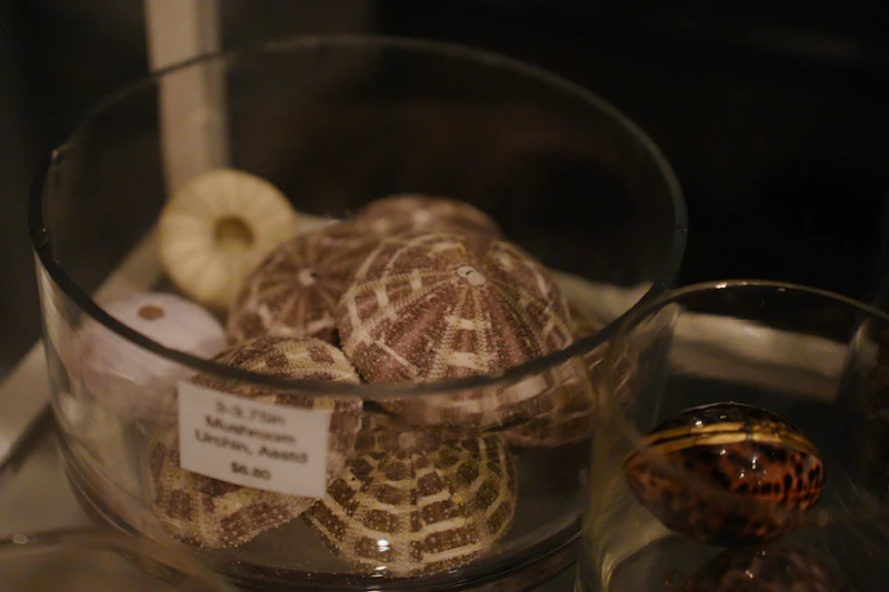 Decorative shells in a glass bowl with a label
