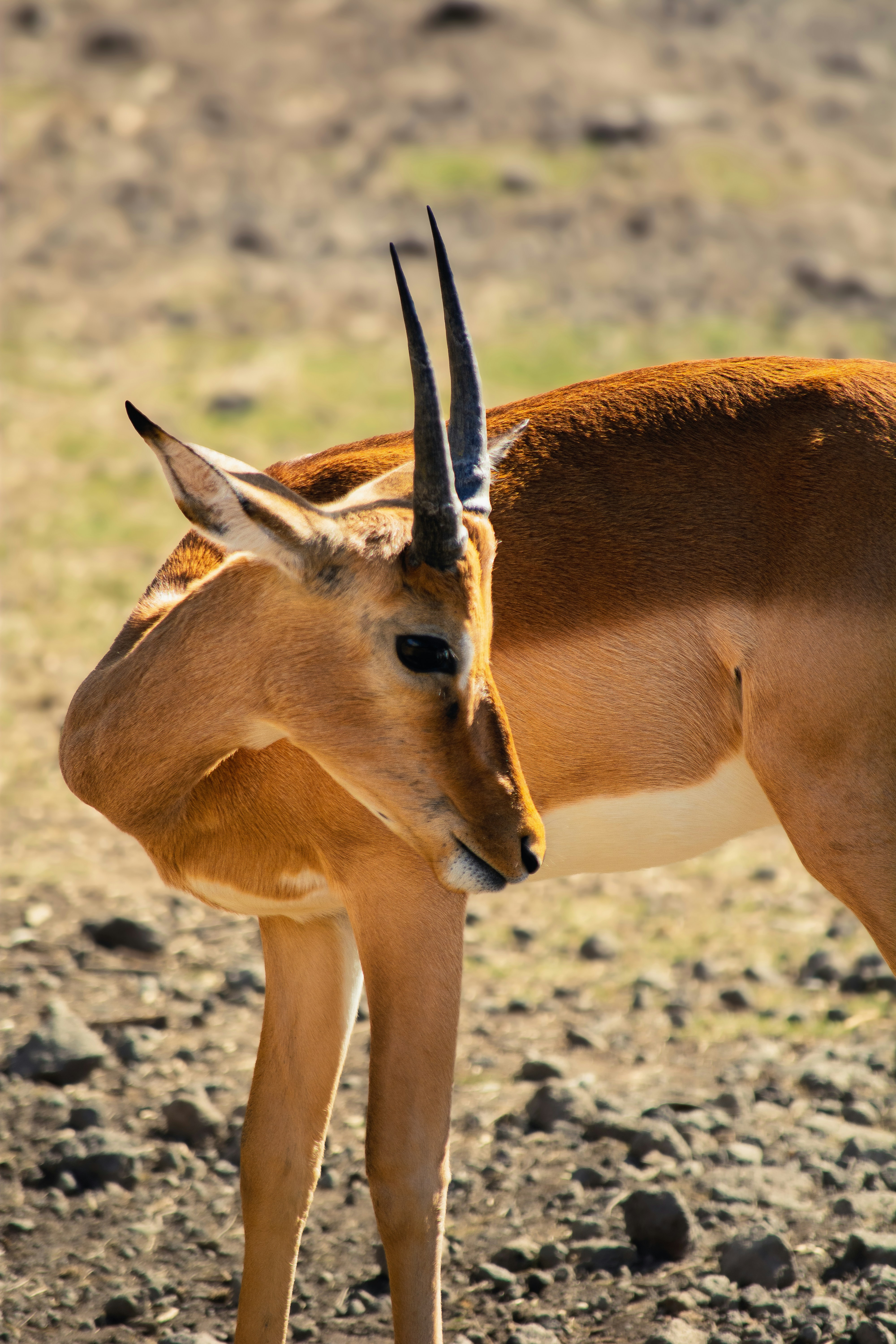 Um antílope com chifres curvos está em solo seco.